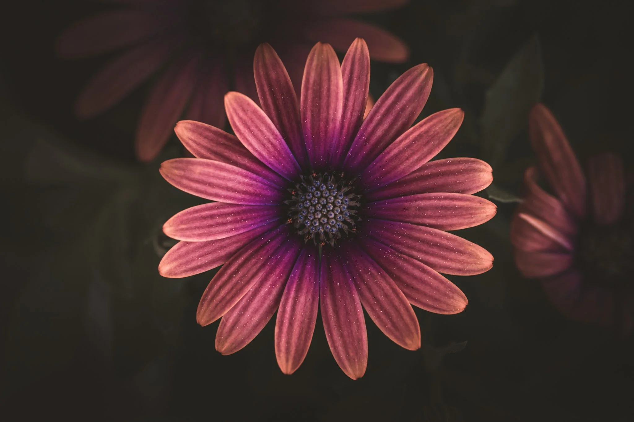 Close-up of a vibrant purple and pink flower with long petals and a dark center, against a black background.