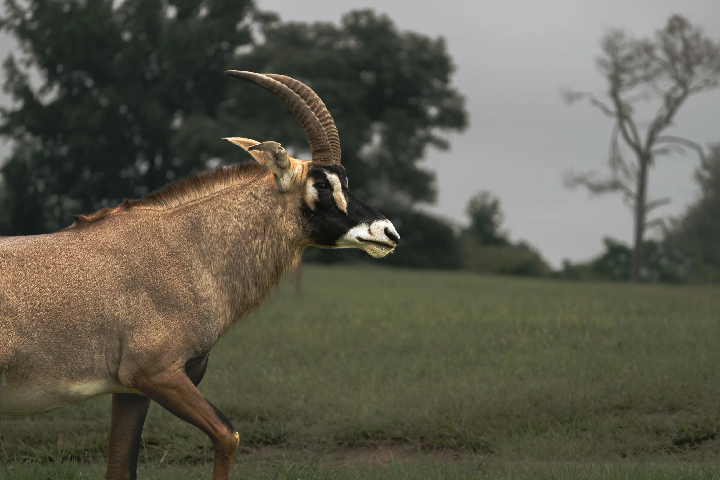 The Roan Antelope VI