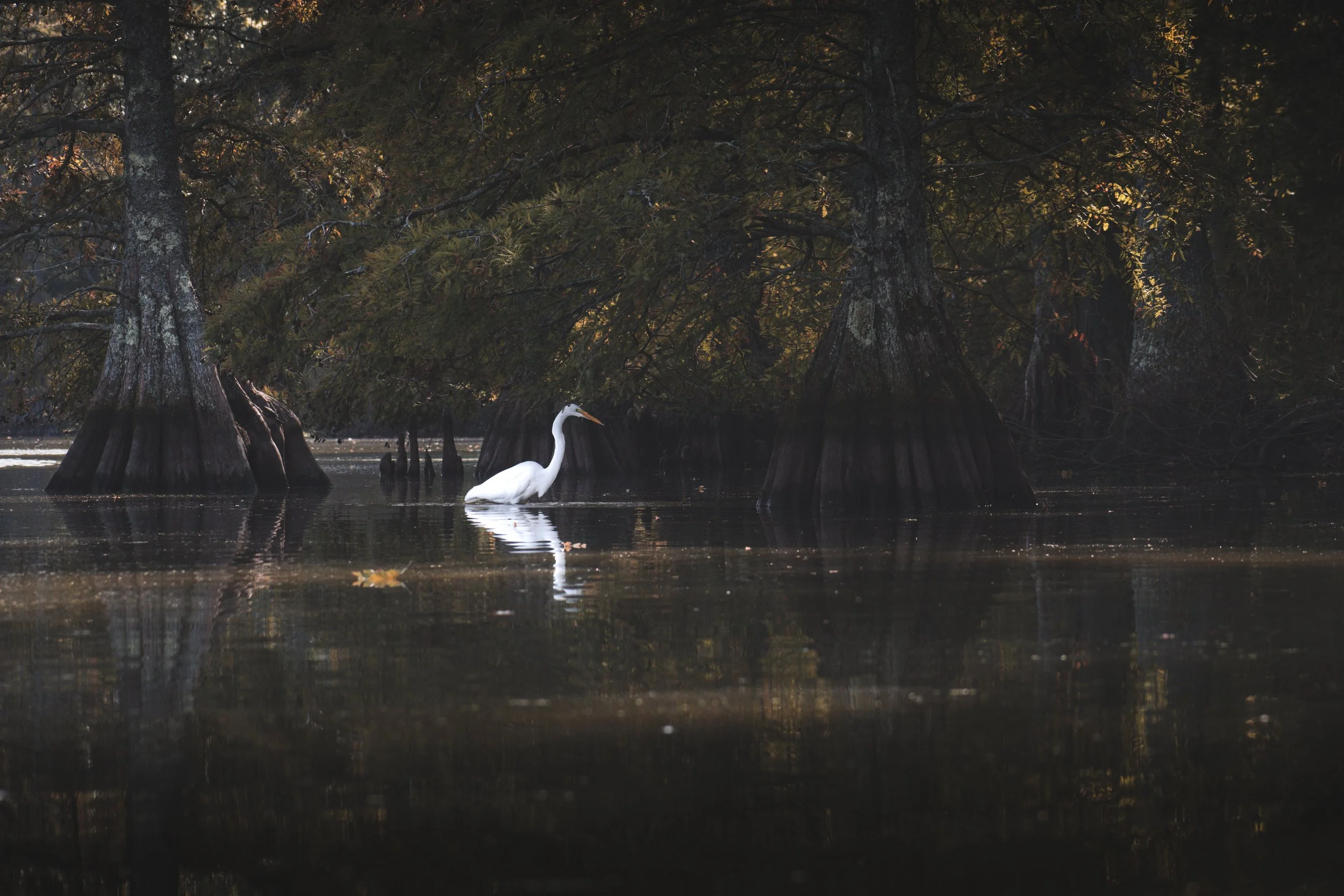 The Egret