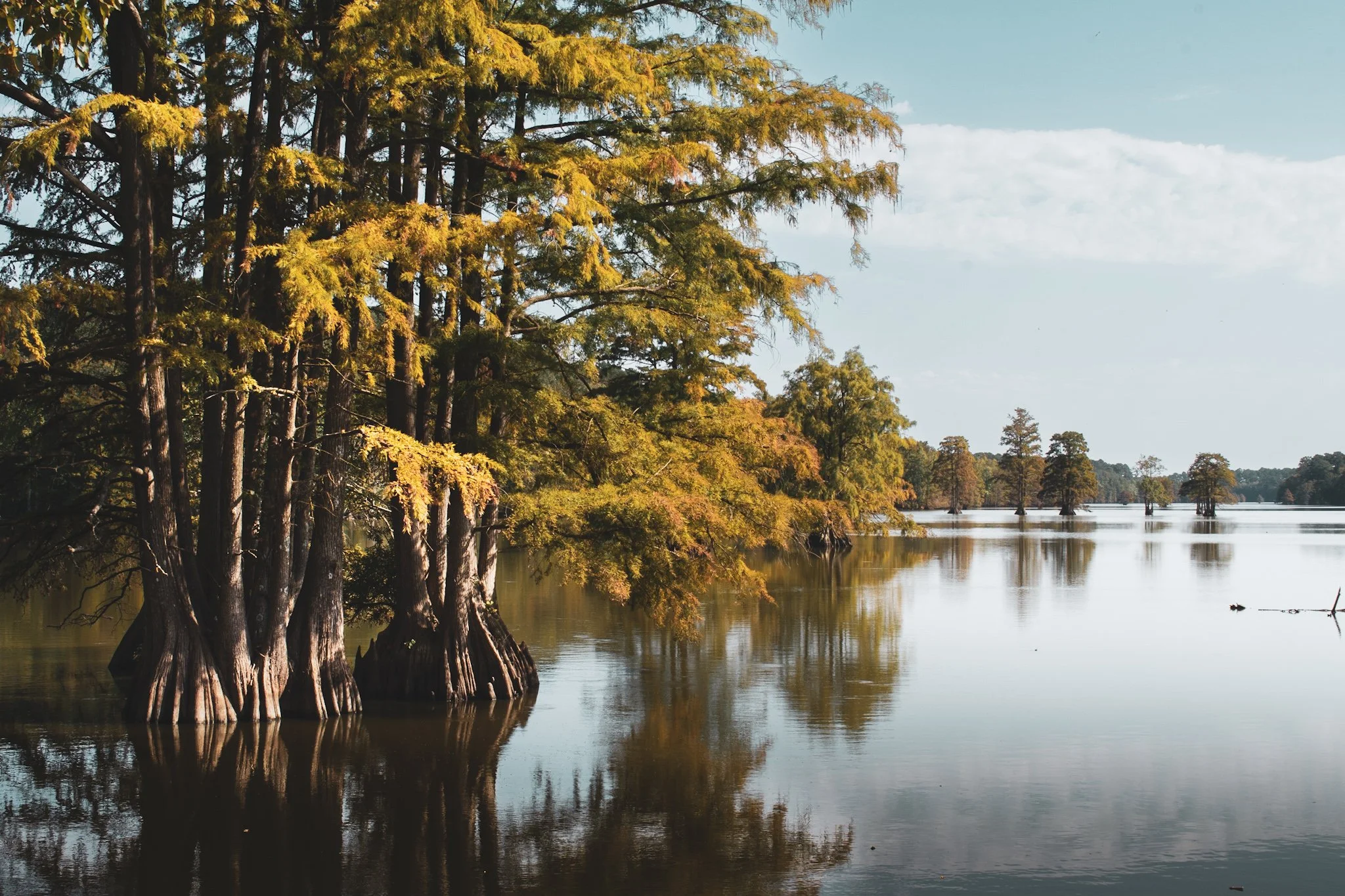 Calm water with tall trees along the shoreline, some partially submerged, under a partly cloudy sky.