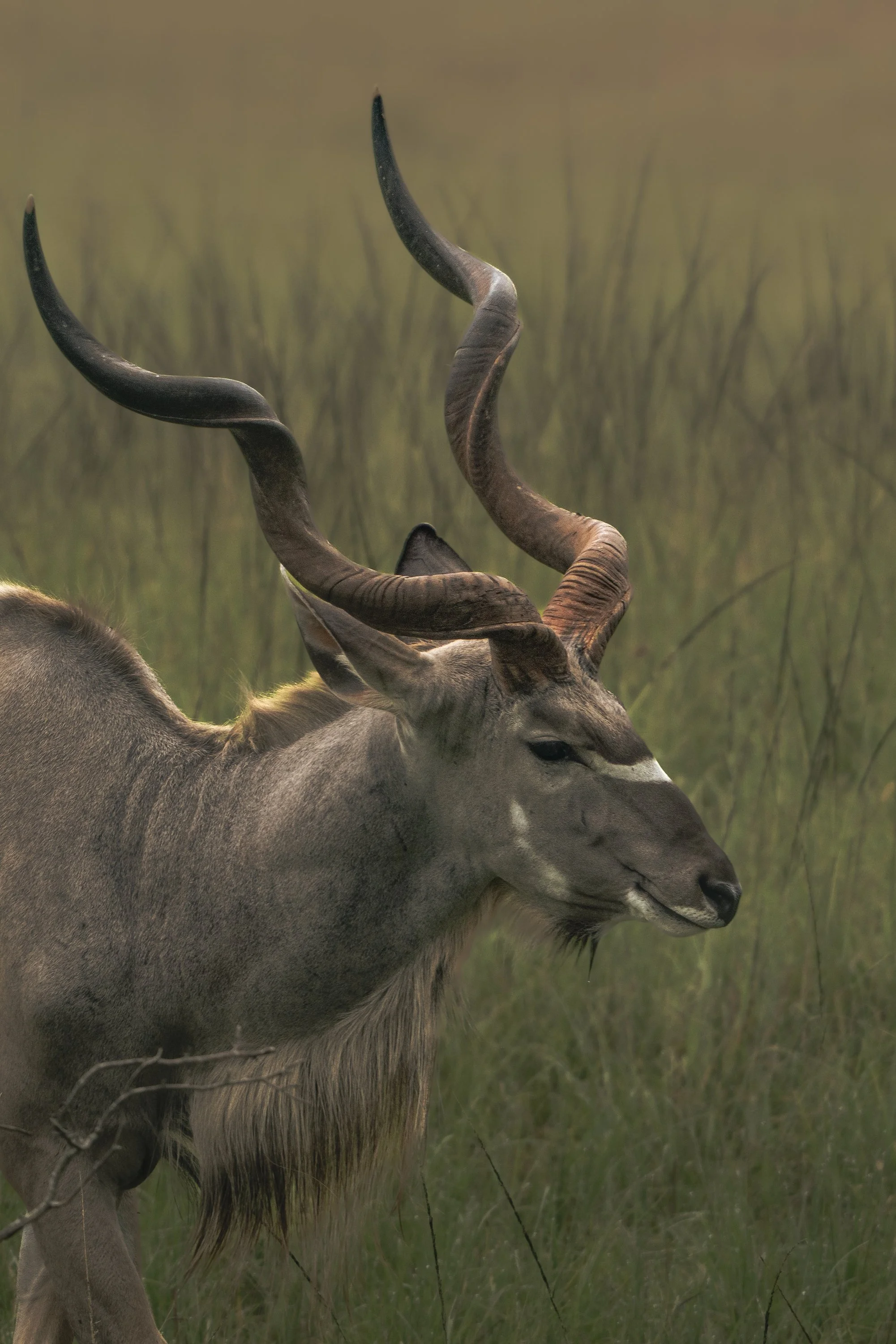 A close-up of a gray reindeer with large twisted antlers standing in grass with a blurred background.