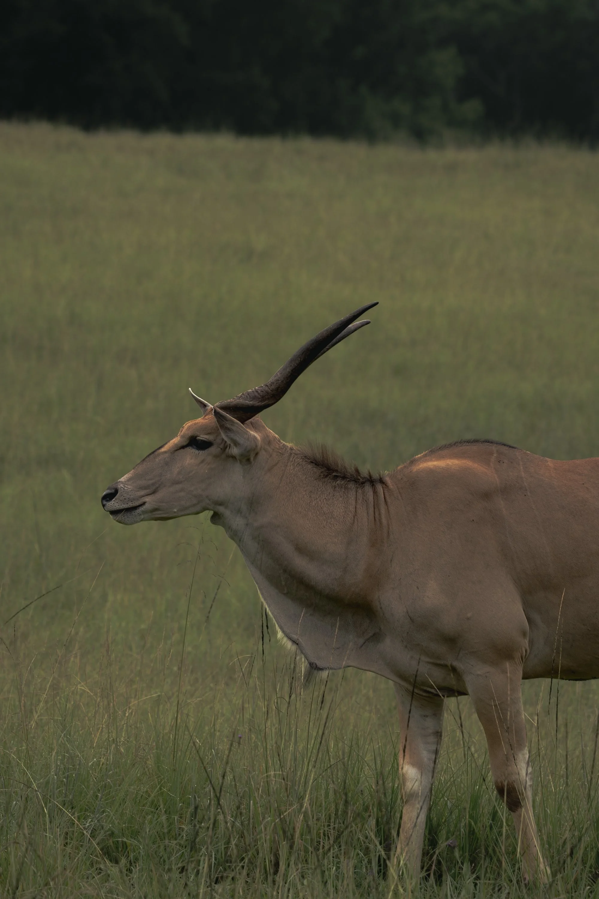 A gazelle standing in a grassy field with a blurred tree line in the background.