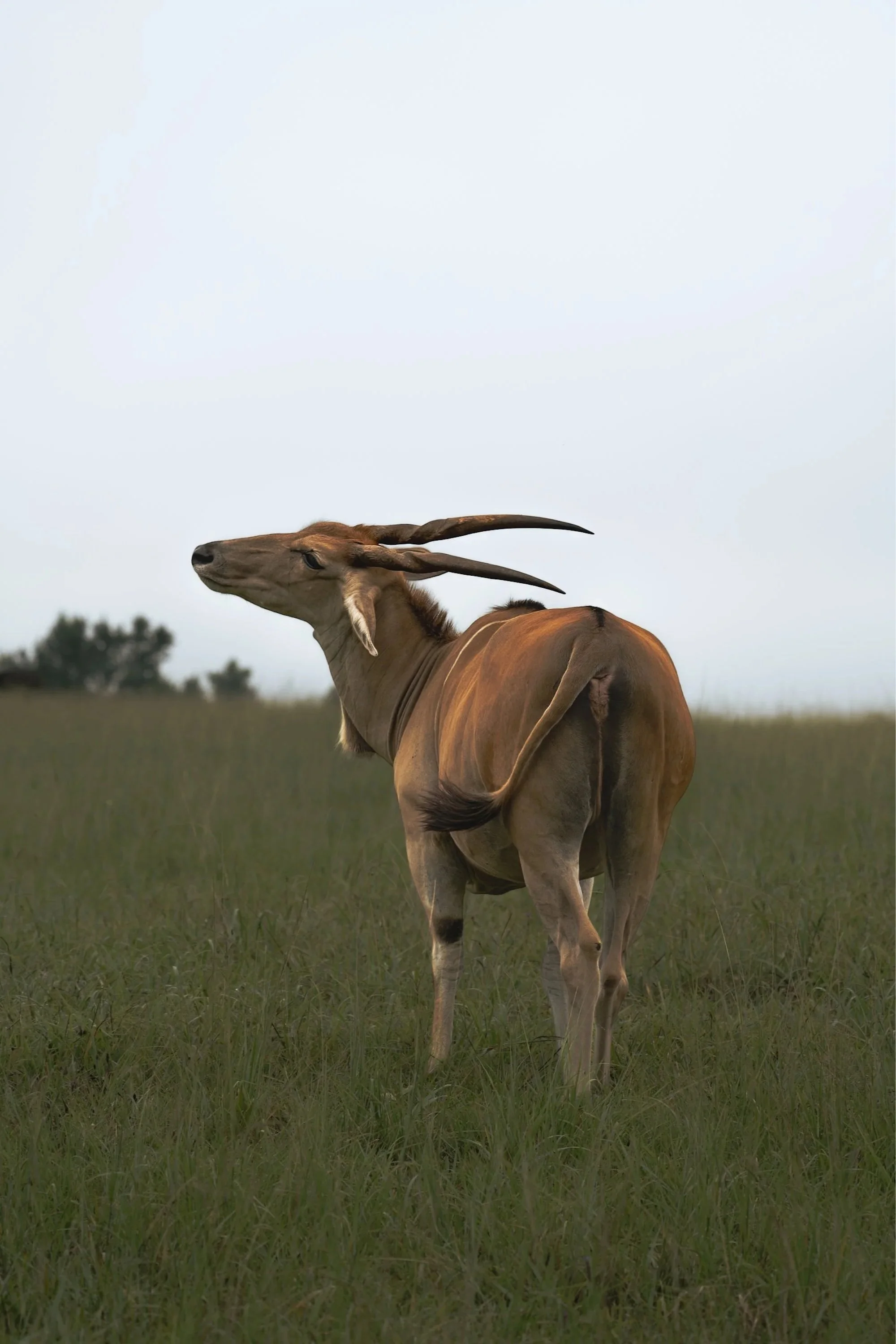 A grazing gazelle standing in a grassy field with a cloudy sky in the background.