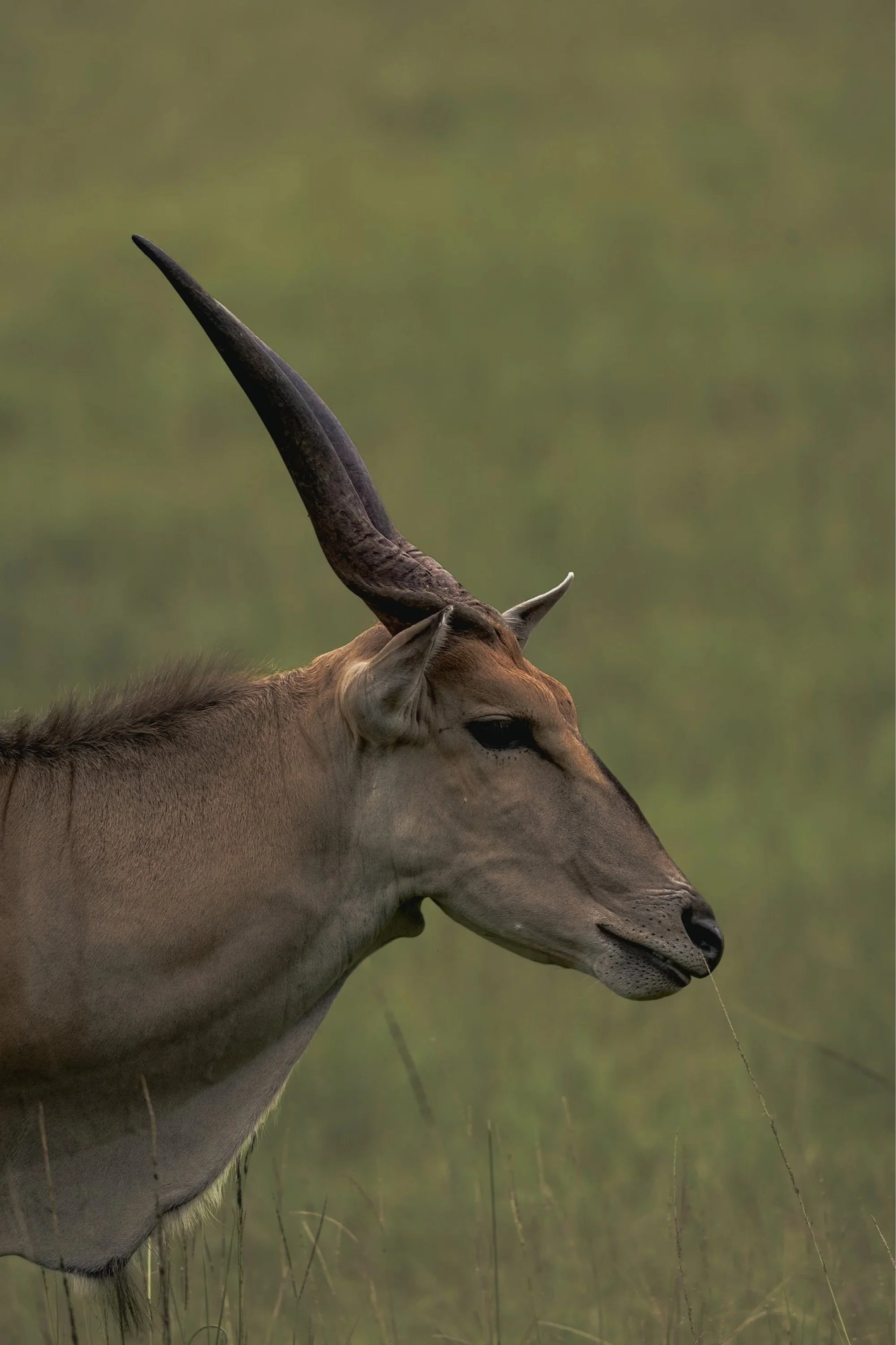 A close-up image of an African antelope with a tan body and long, curved horns, standing in tall grass with a blurred green background.