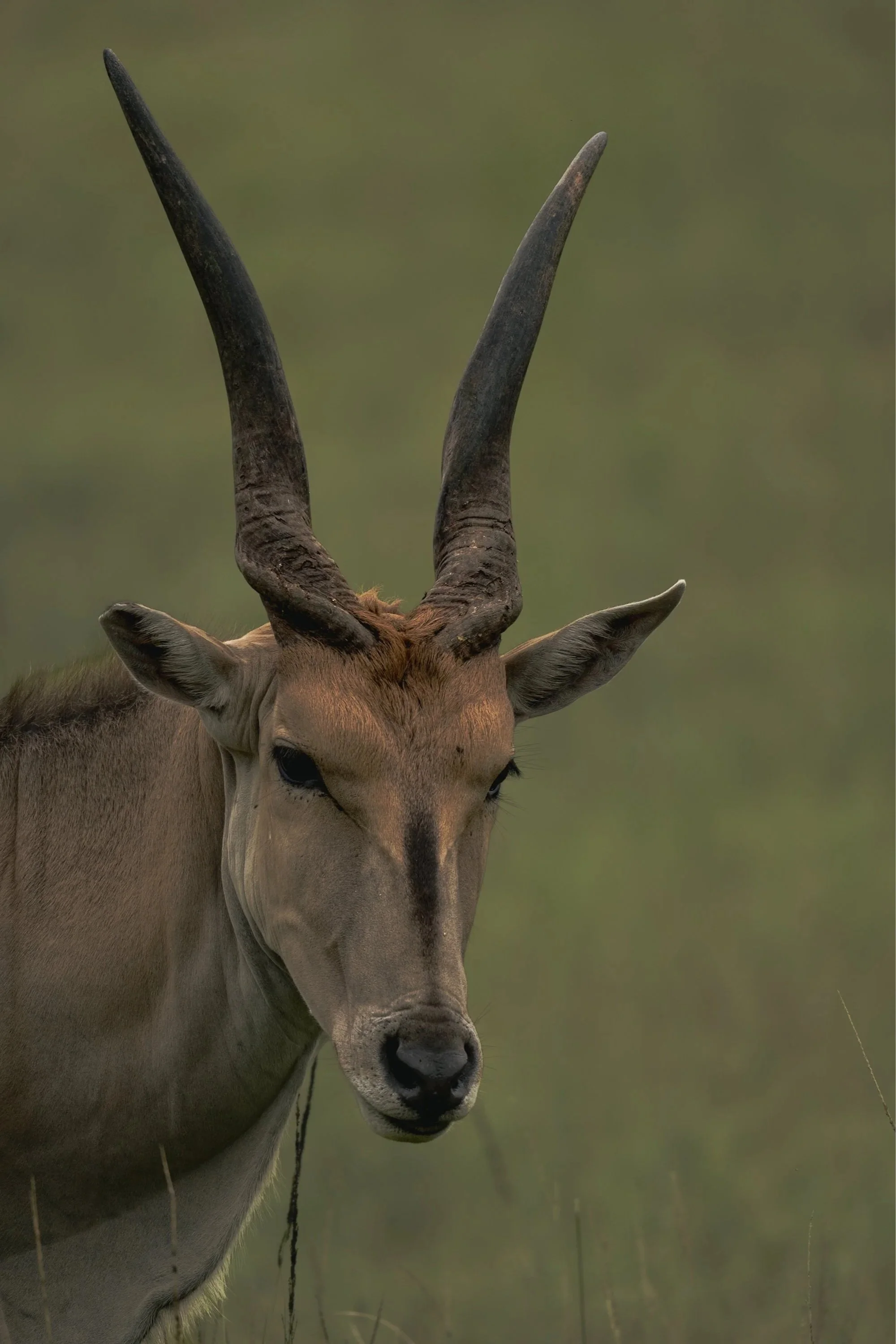 A close-up of a male antelope with large, curved horns and tan fur, standing in a grassy field with a blurred green background.