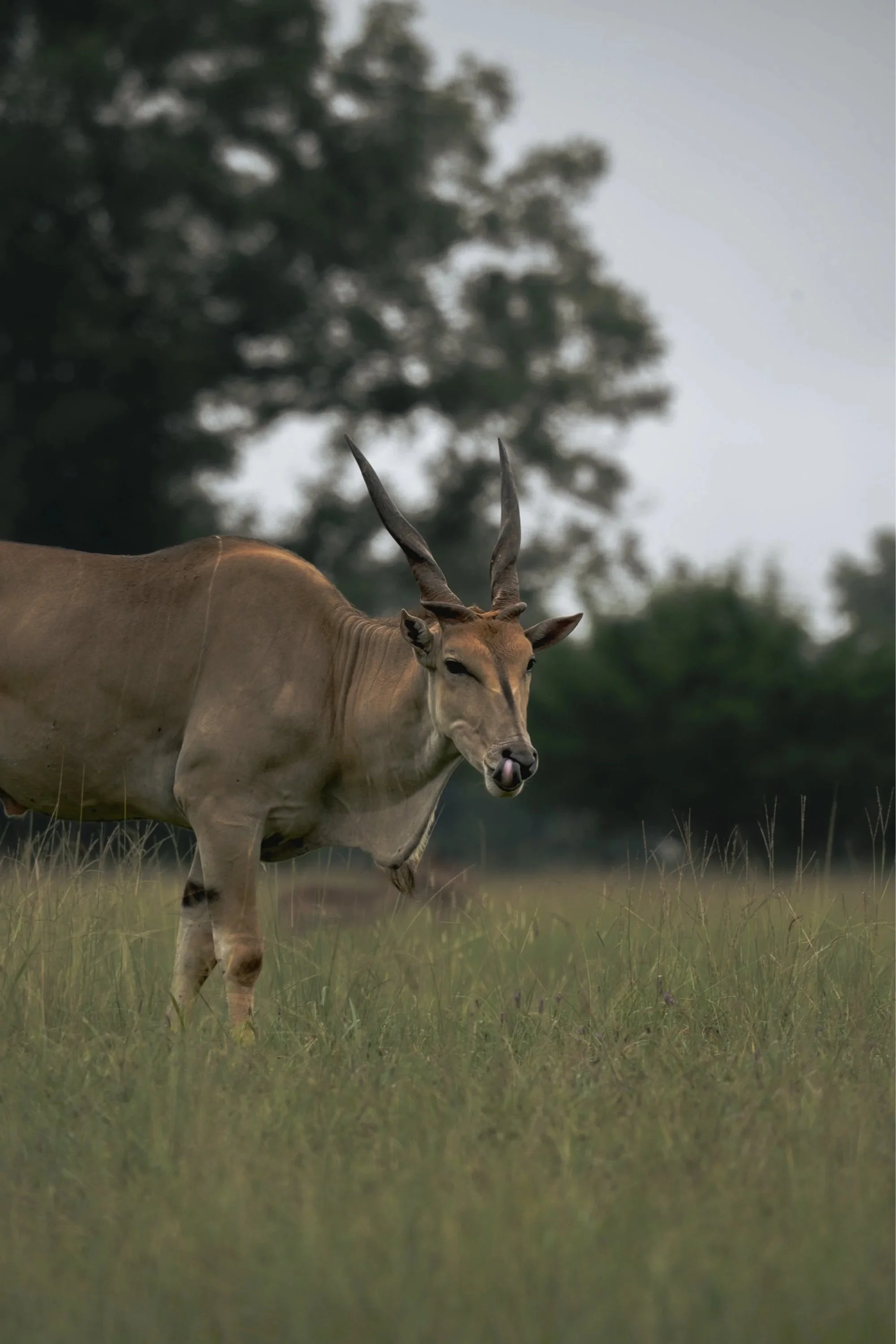 The Common Eland IV