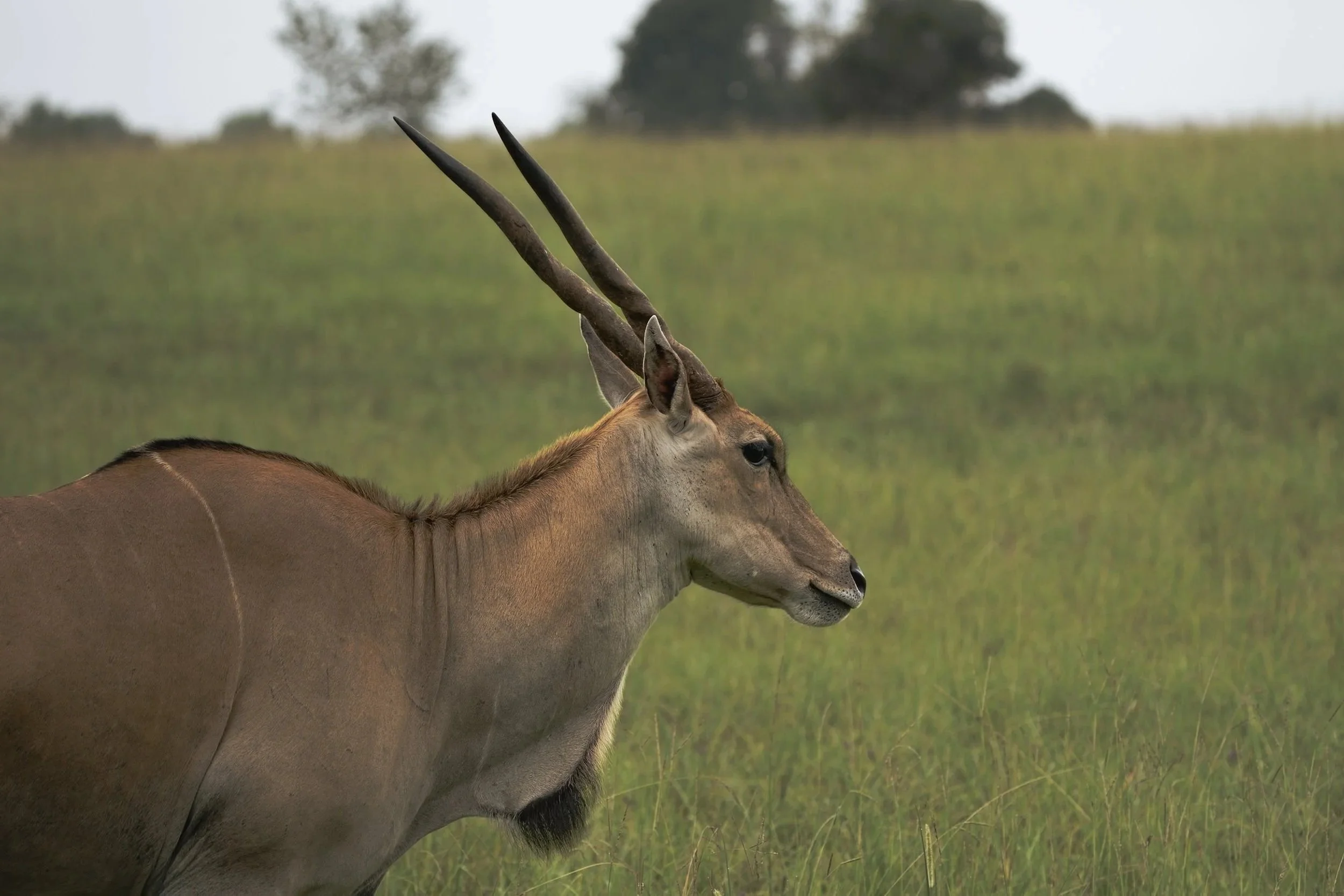 A close-up side view of an antelope or similar animal with long, dark, twisted horns, standing in a grassy field with trees in the background.