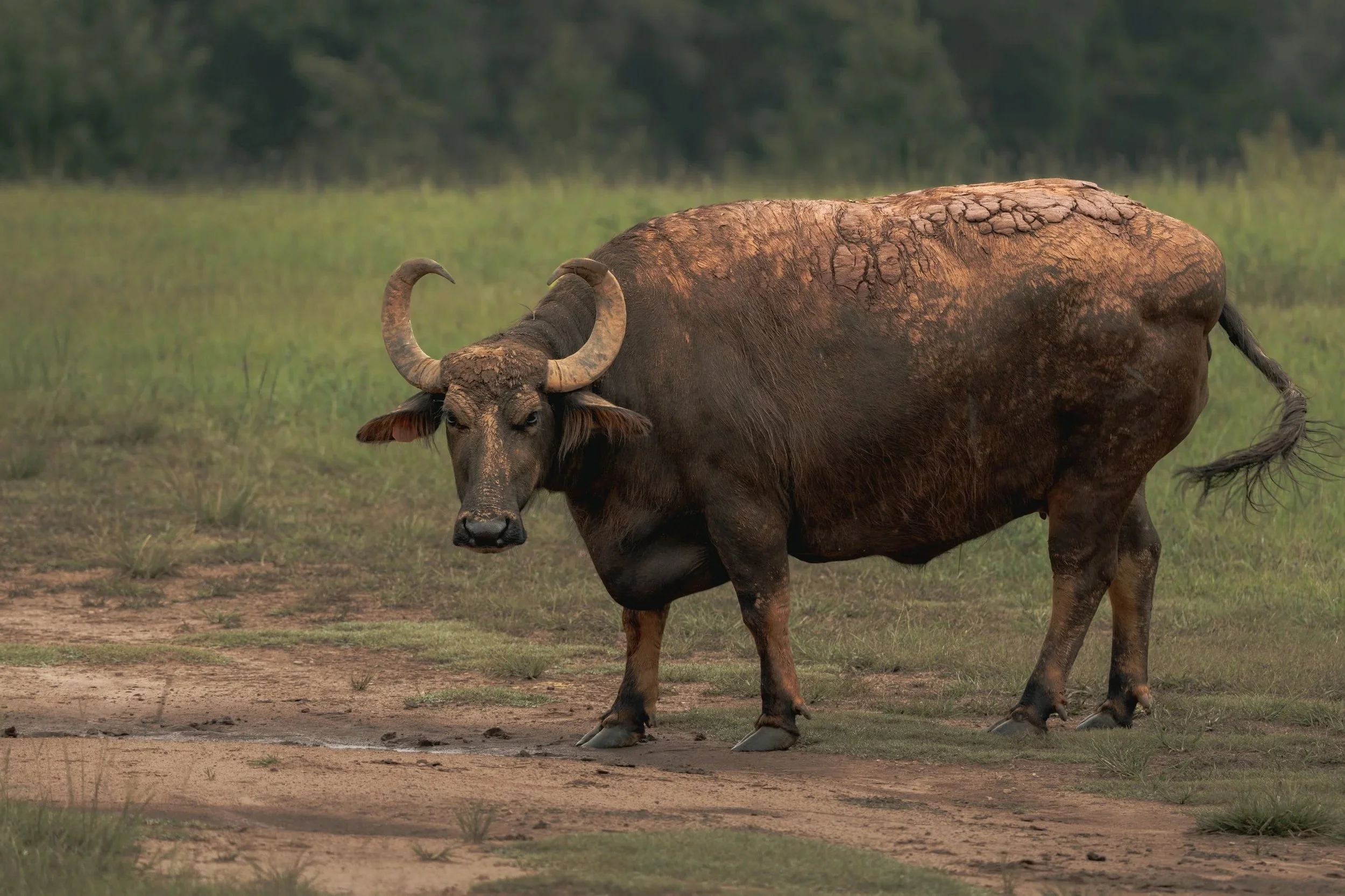 A bison standing on grass in a natural landscape with trees in the background.