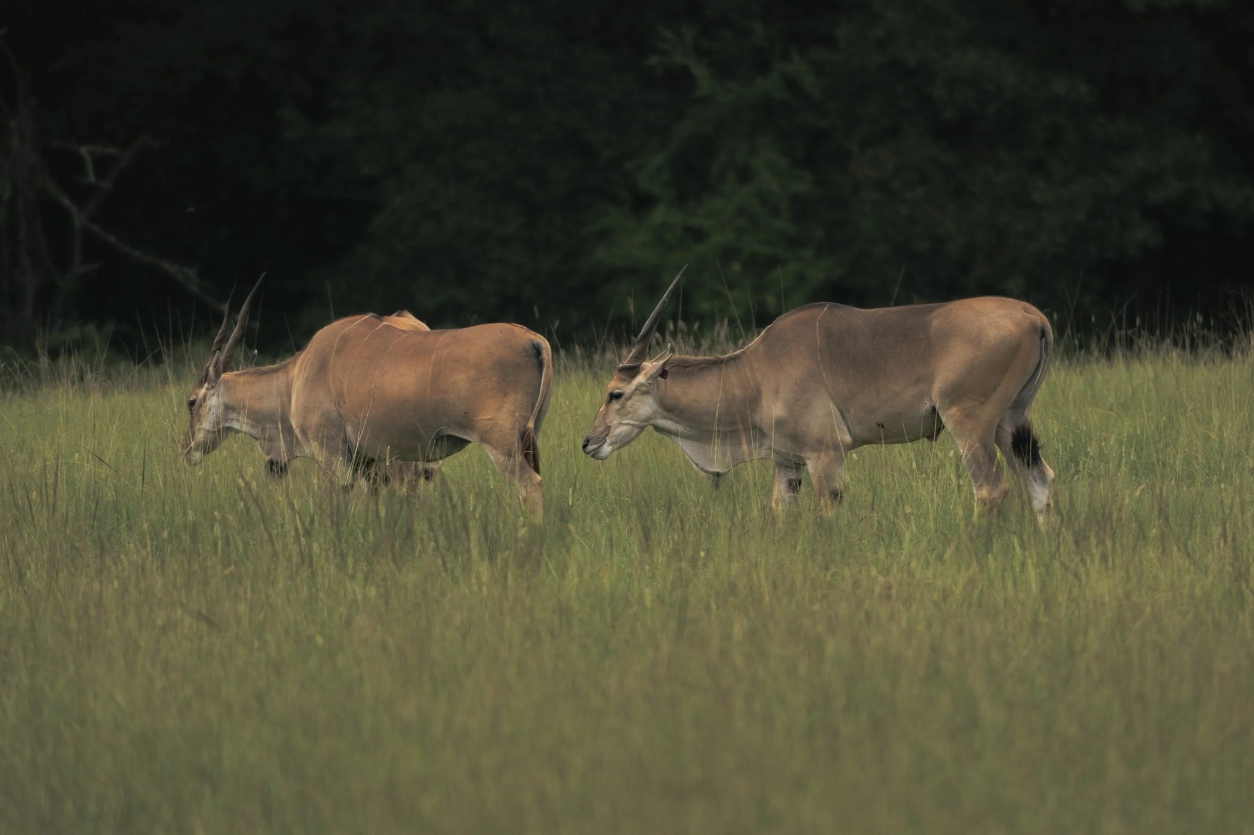 The Common Eland V