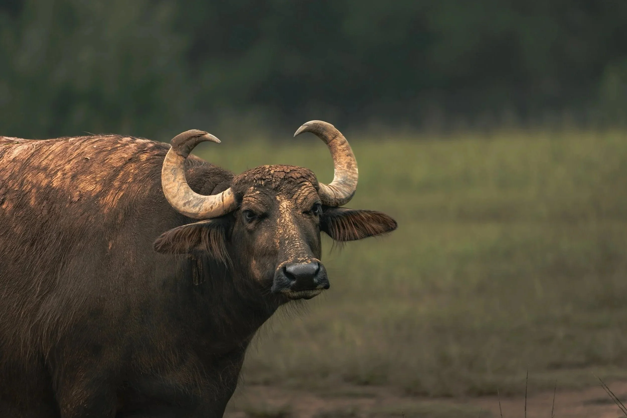 A buffalo with large curved horns standing in a grassy field with a blurred green background.