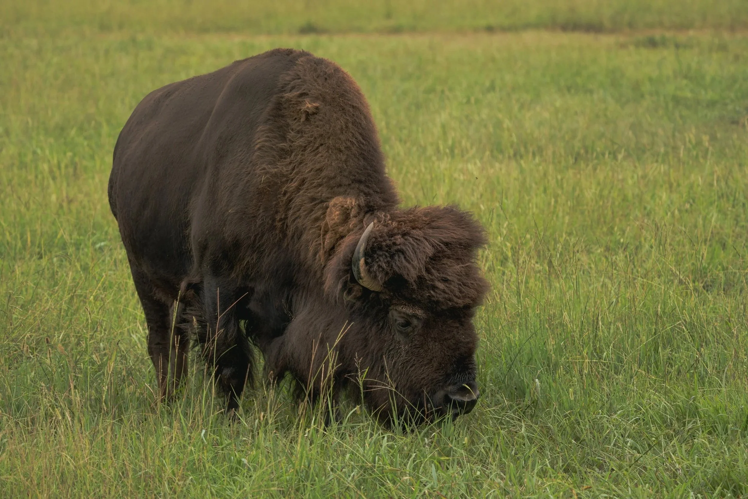 A large bison grazing in a grassy field.