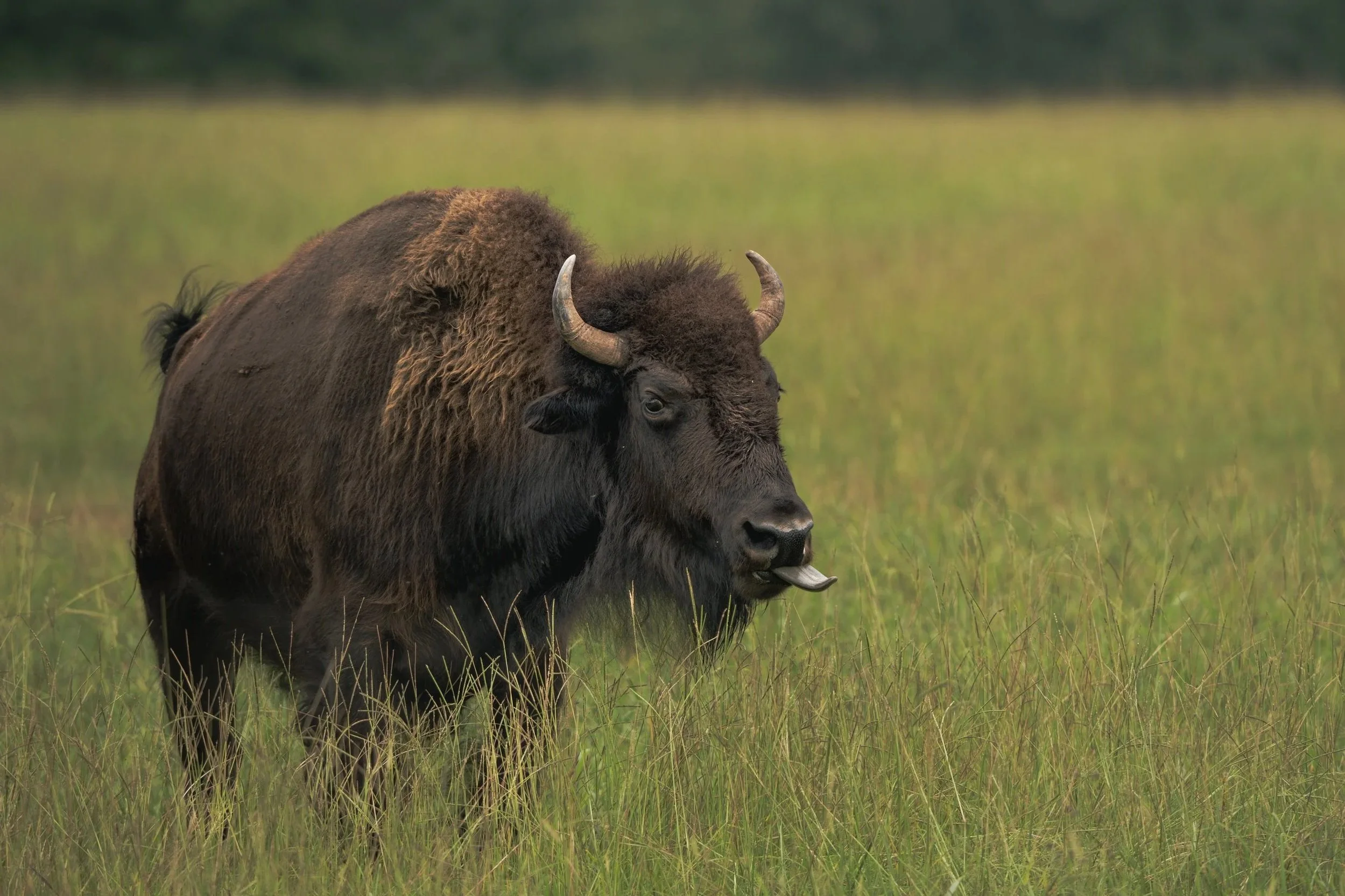 The American Bison IV