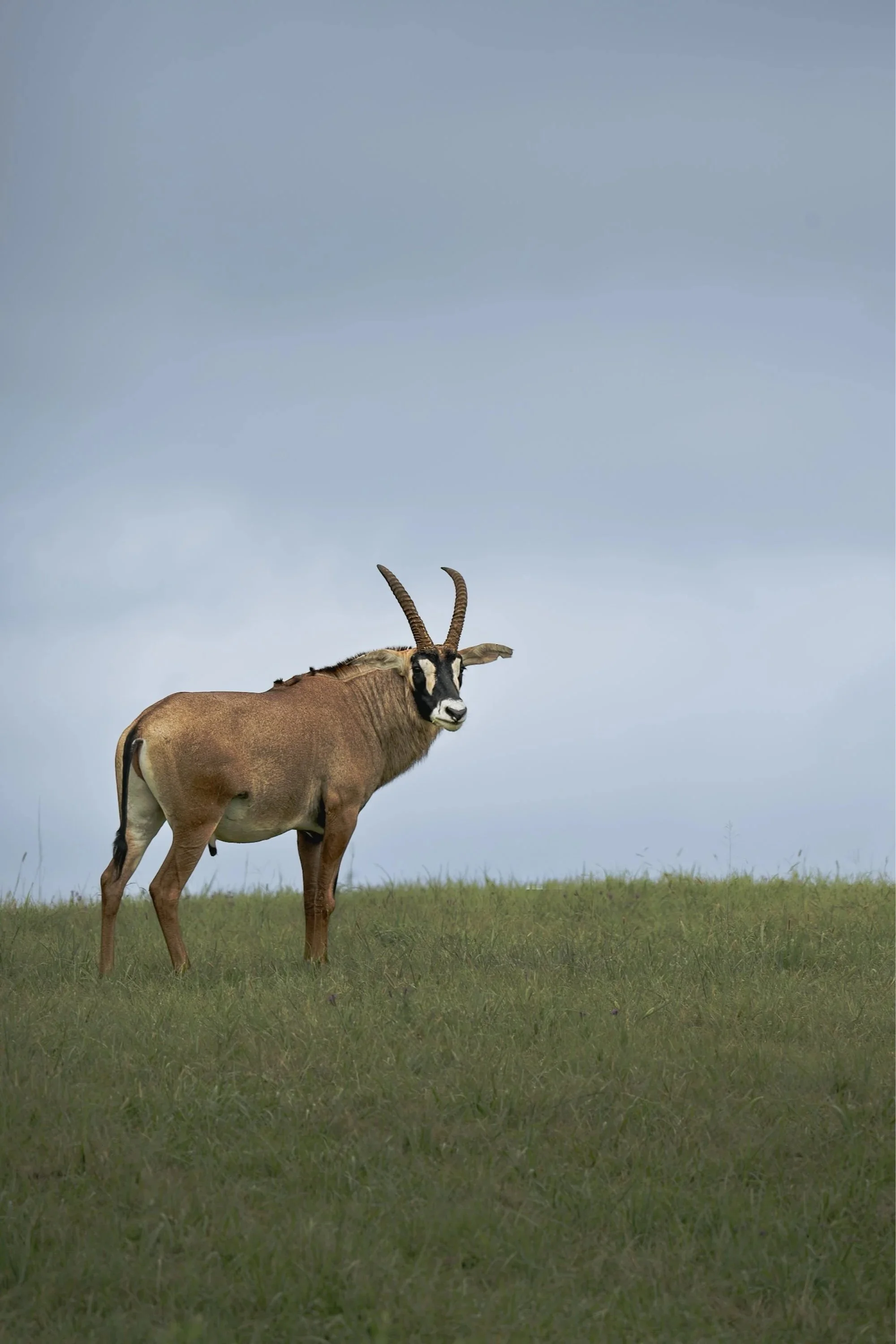 The Roan Antelope