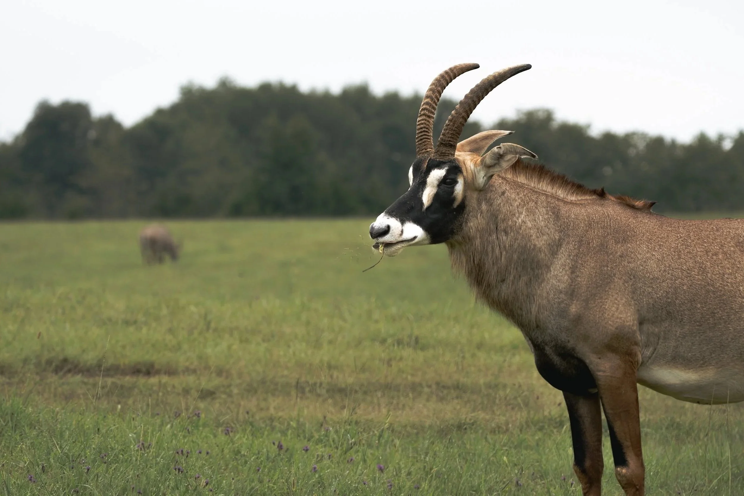 A close-up of an oryx standing in a grassy field, with trees in the background and another animal grazing in the distance.