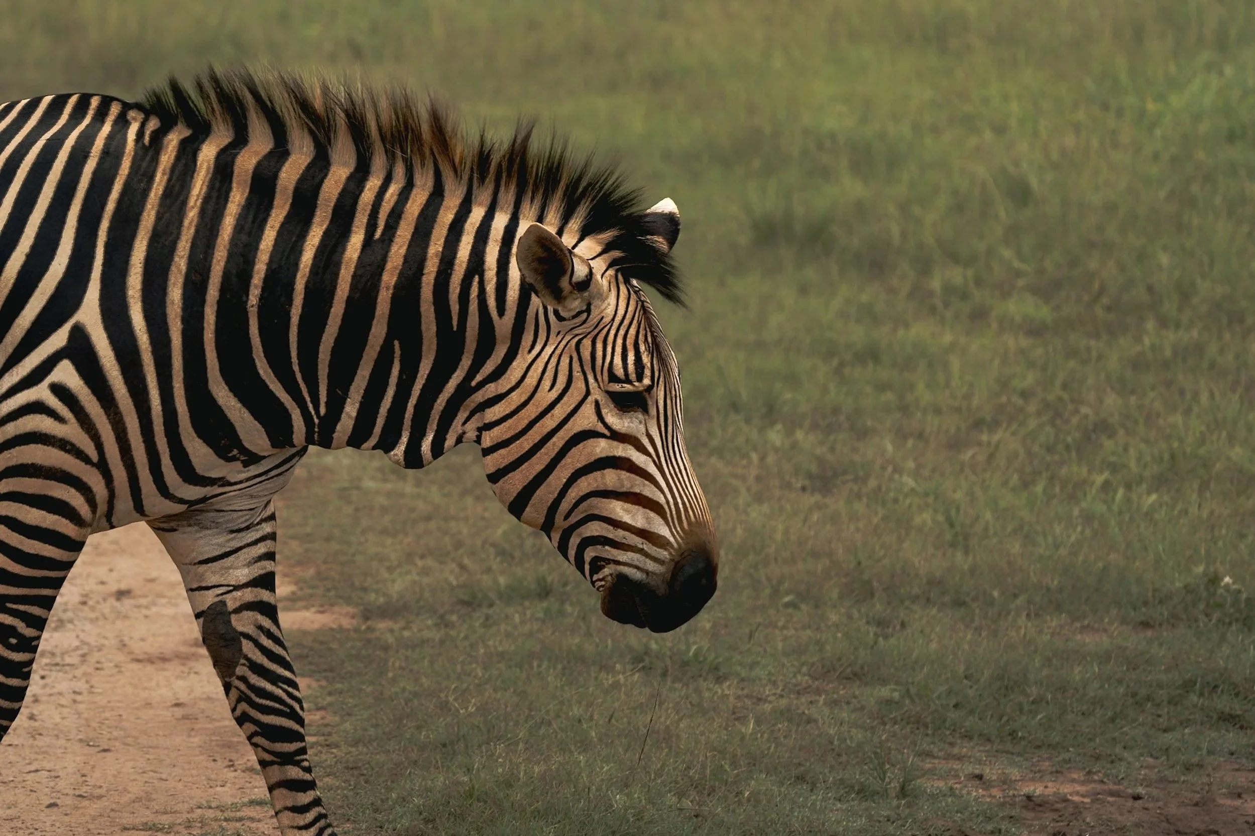 A zebra walking on a path with green grass and dirt, showing its black and white stripes and mane.
