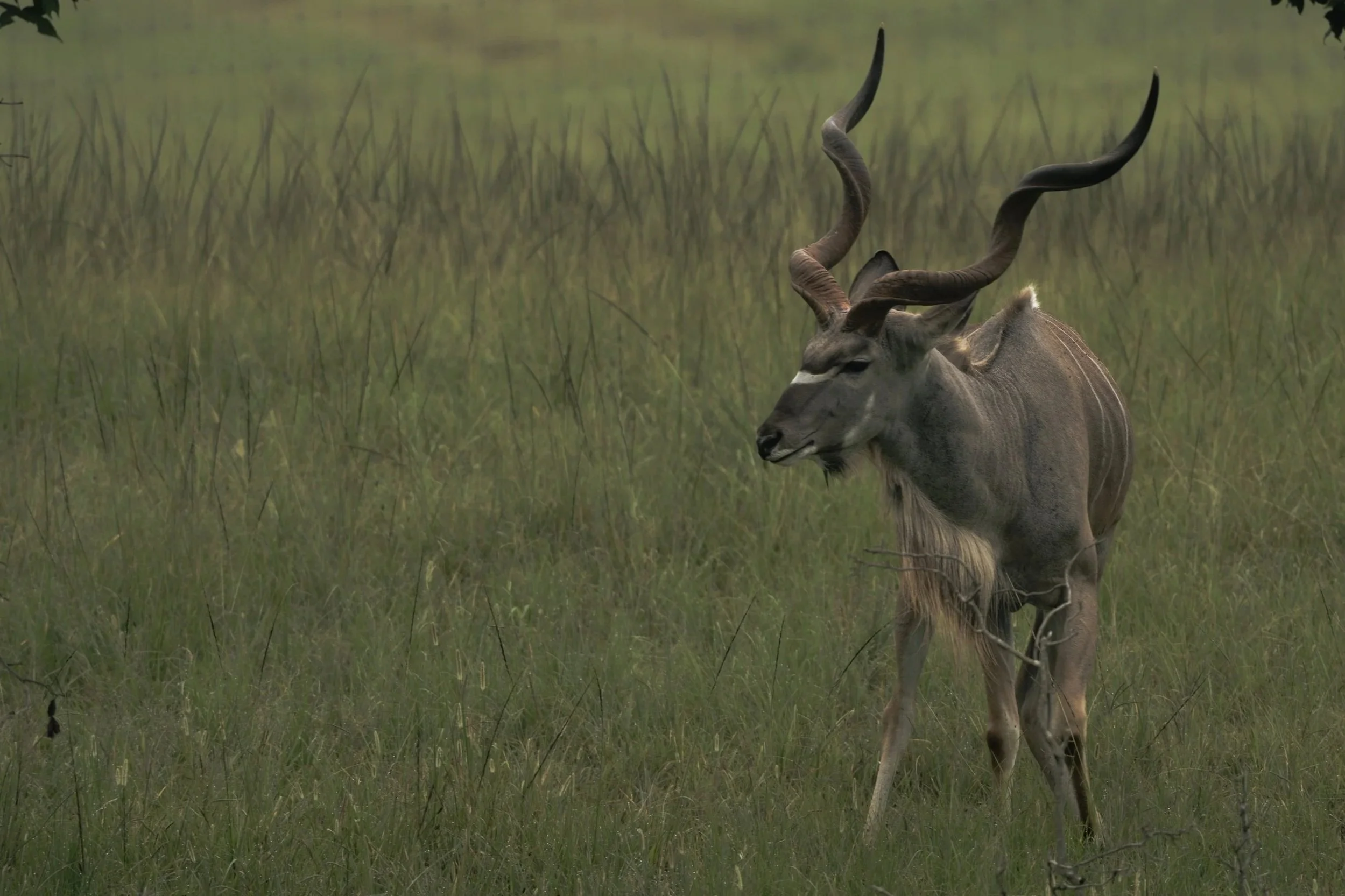 A kudu antelope standing in tall green grass in a field