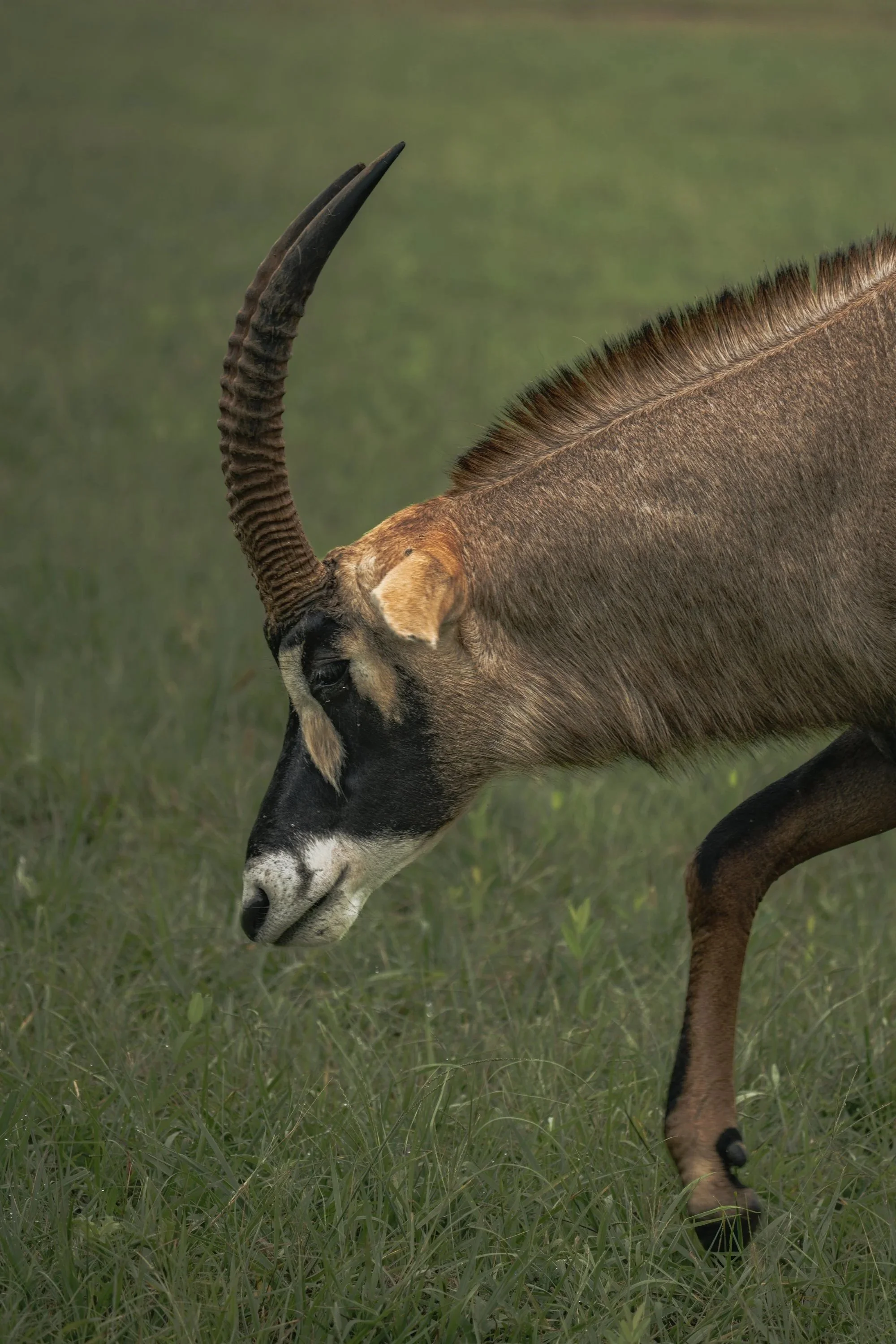 The Roan Antelope III