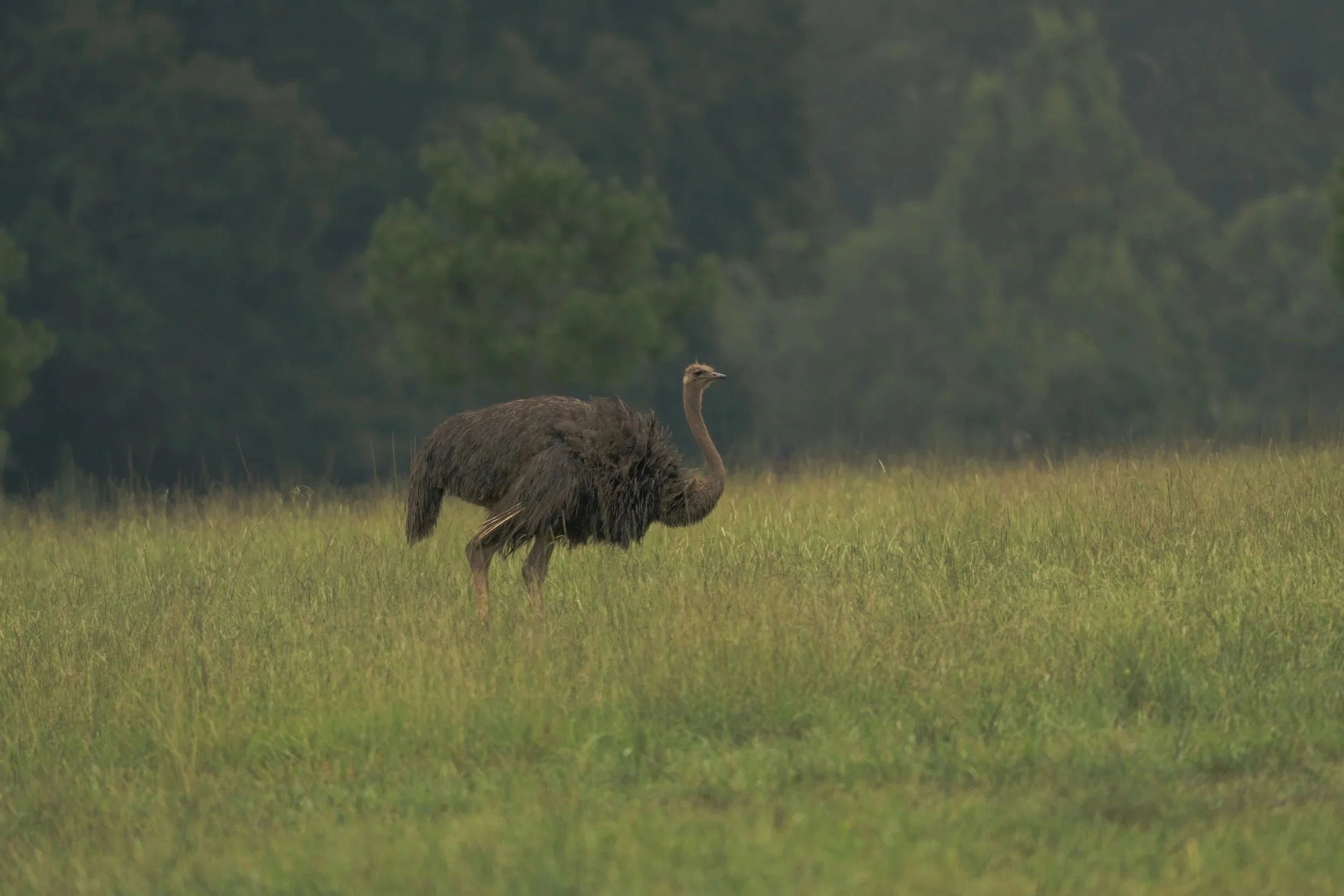 A large bird, possibly an emu, standing in a grassy field with a background of trees.