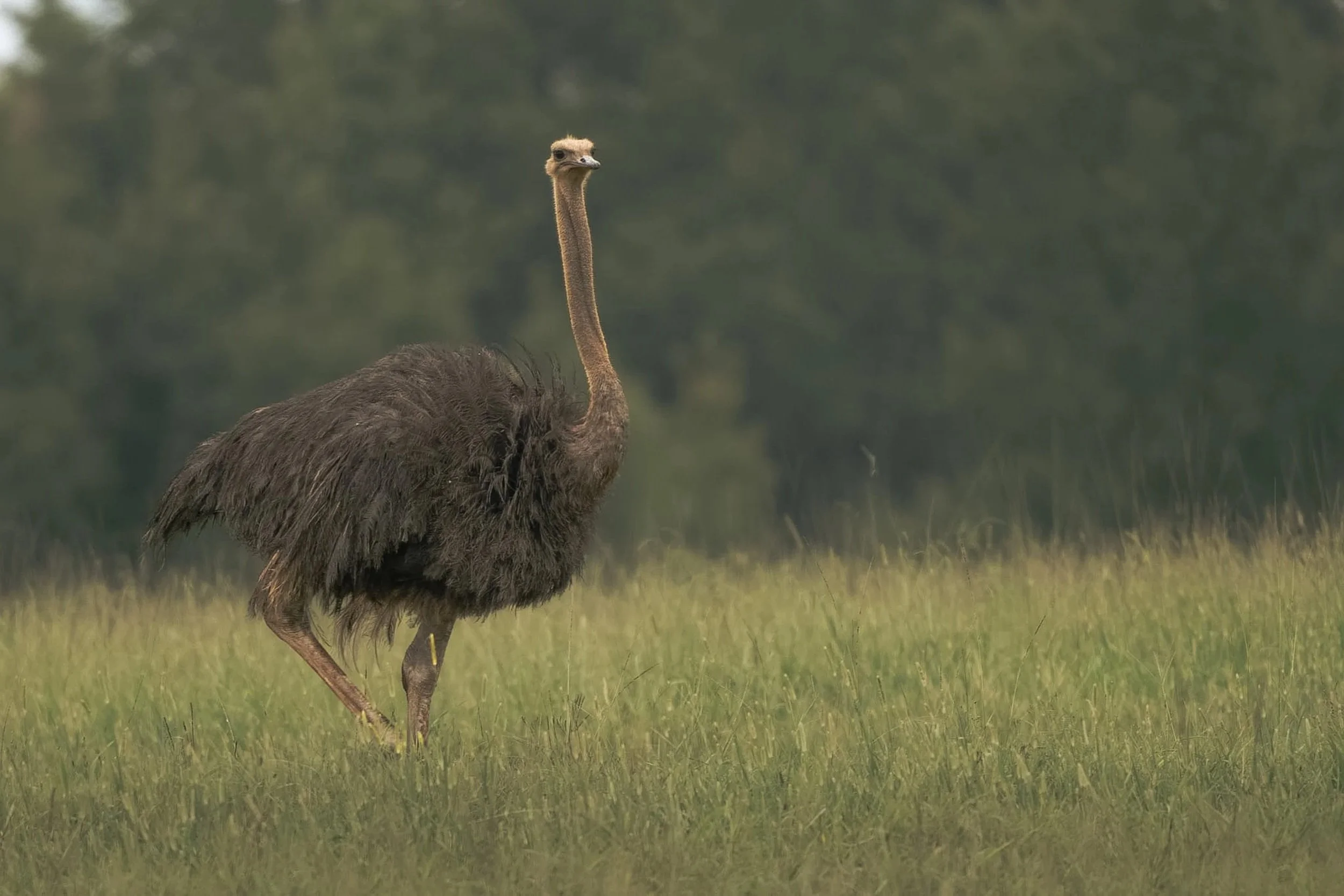 A bird with the body of a ostrich and the head of a bird with a short beak standing in a grassy field with a blurred green background.