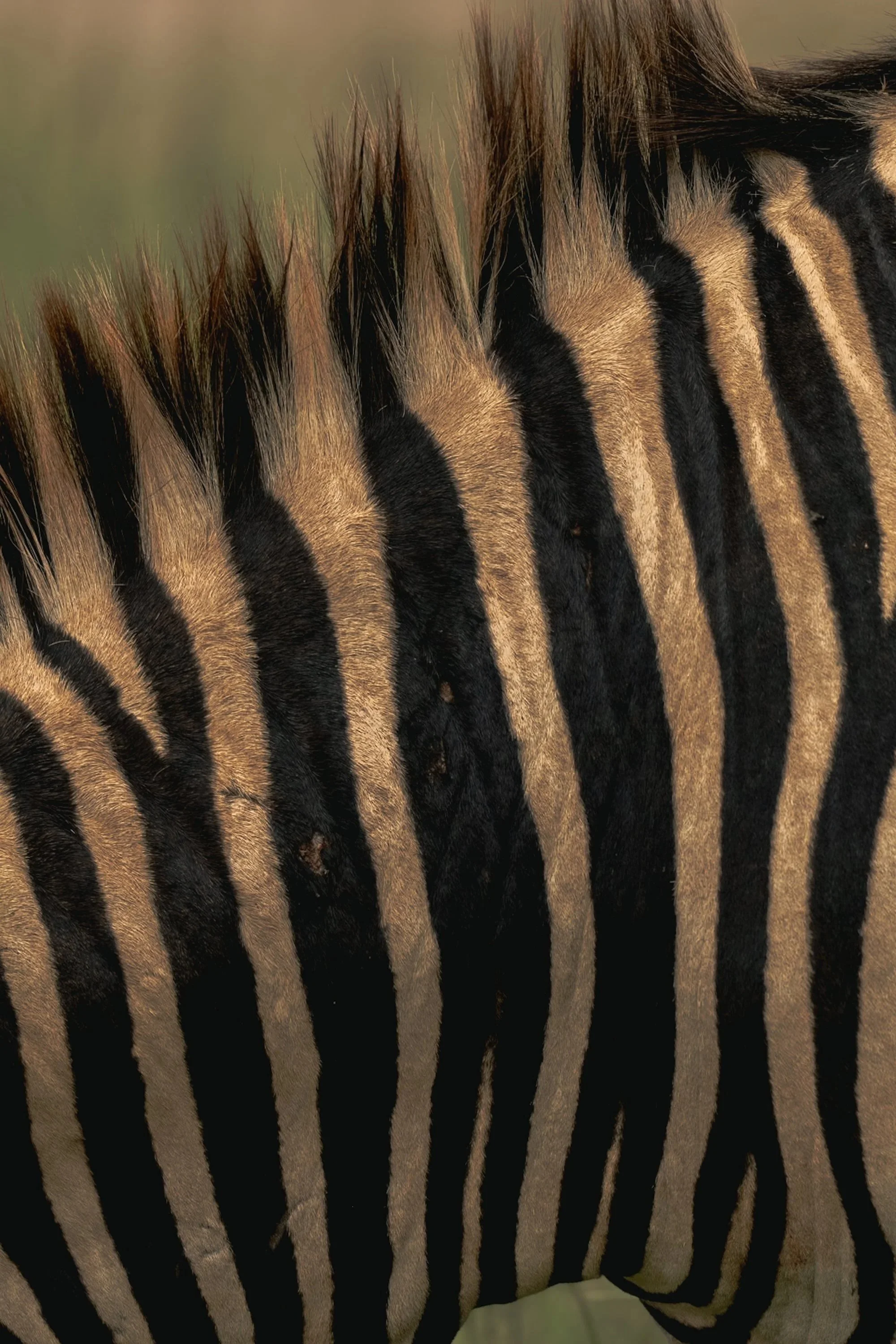 Close-up of a zebra's black and white striped fur.