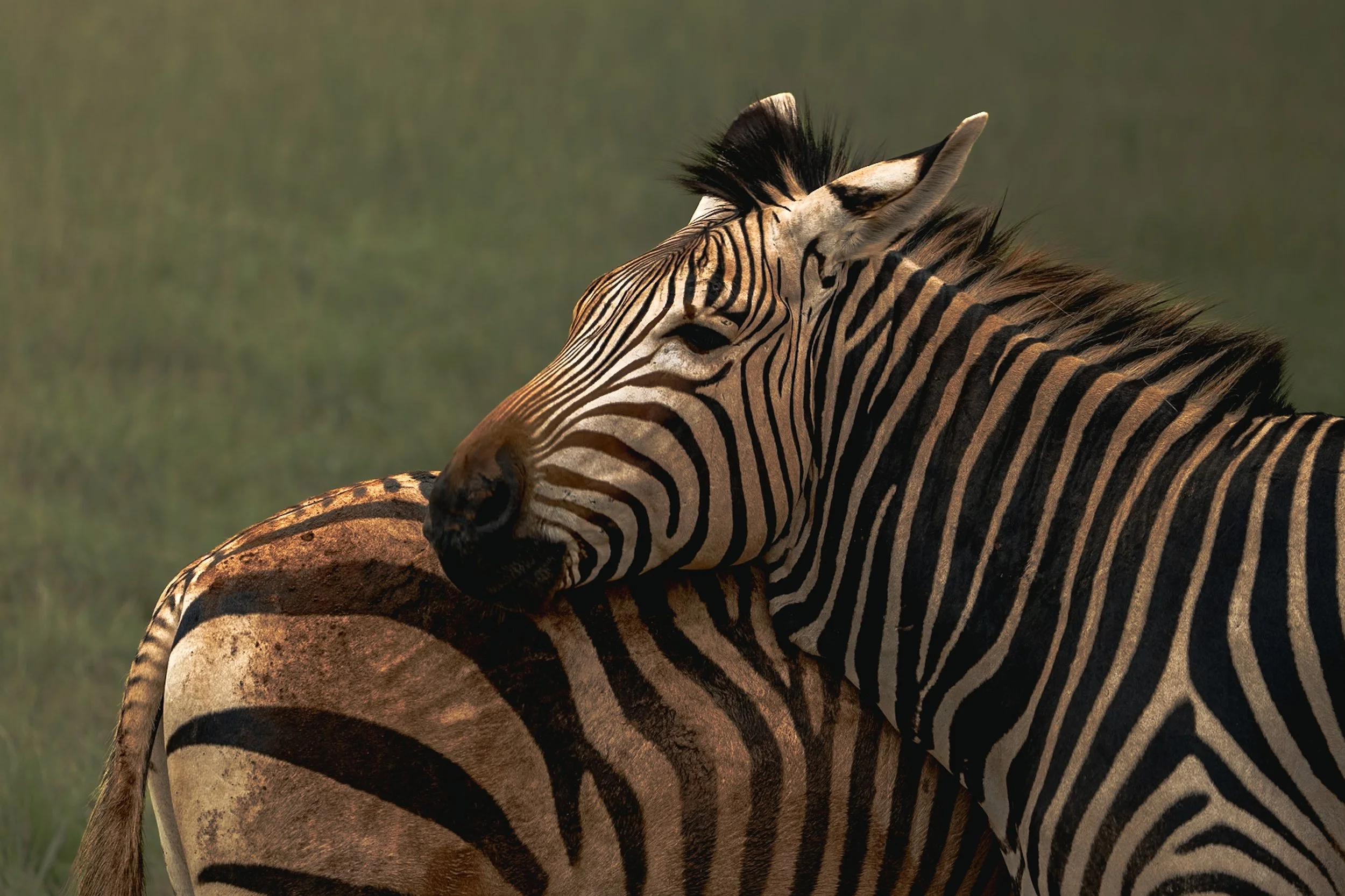 A close-up of a zebra with its head resting on another zebra, showing its black and white striped pattern and a grassy background.
