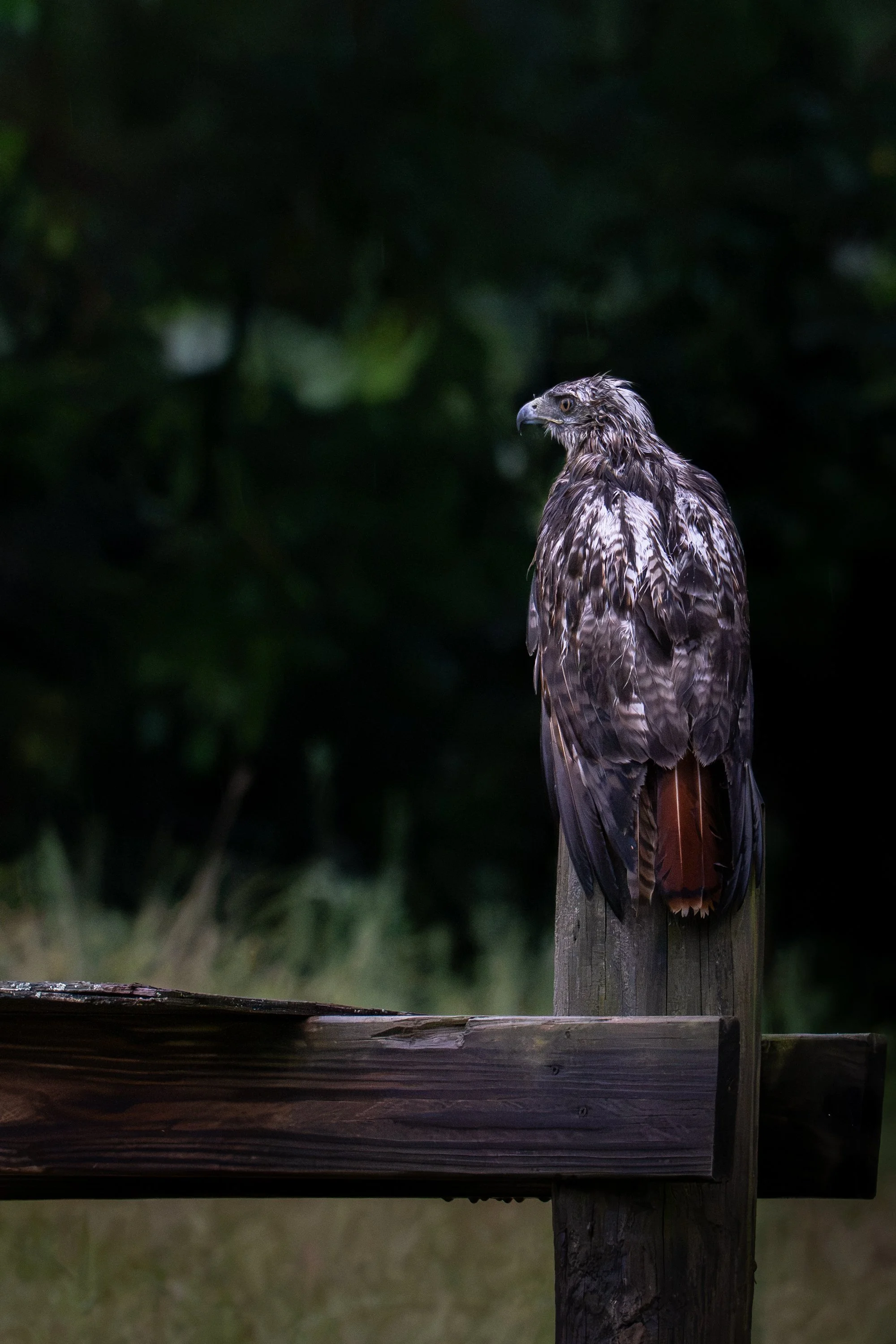 Red Tail Hawk III