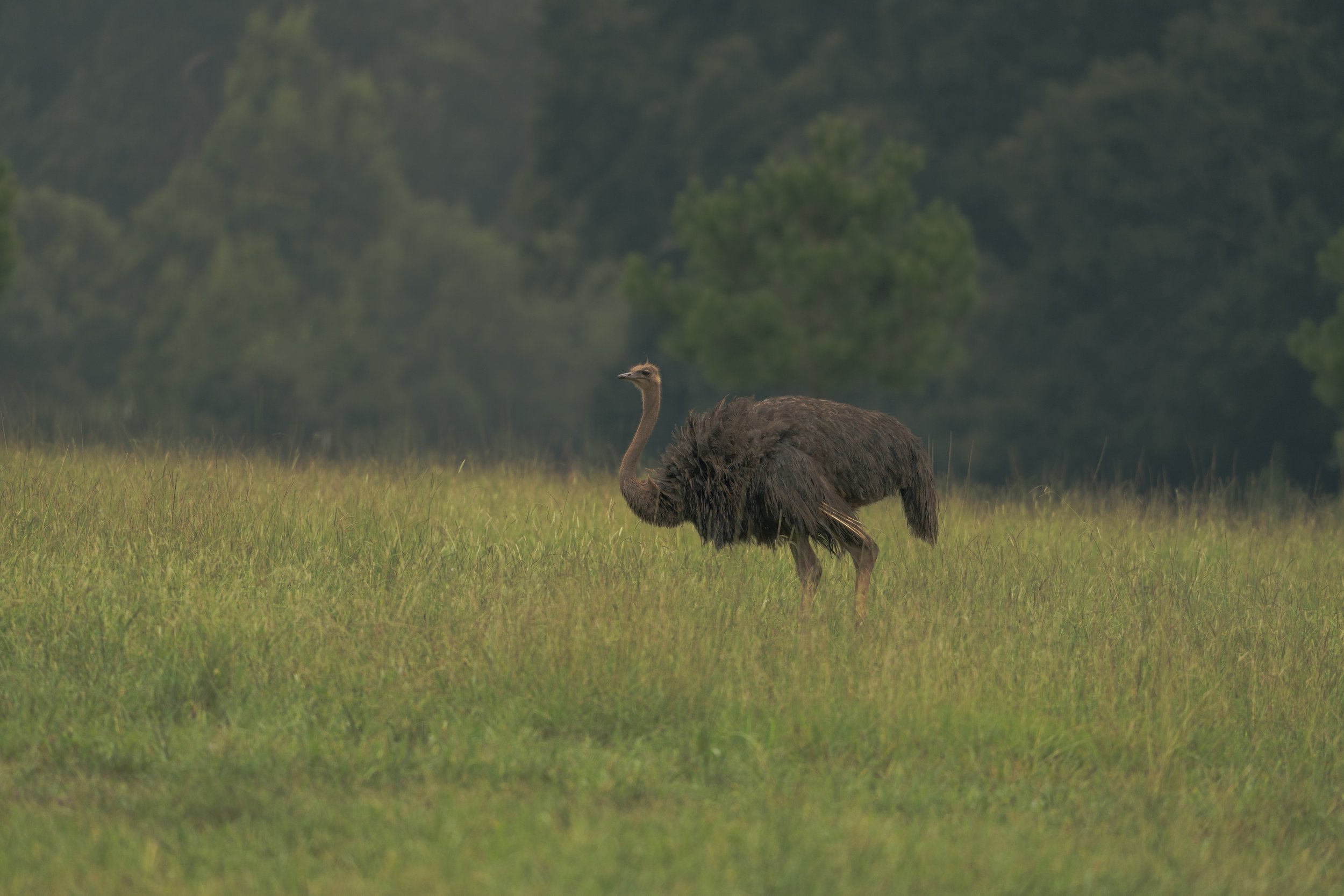 The Common Ostrich III