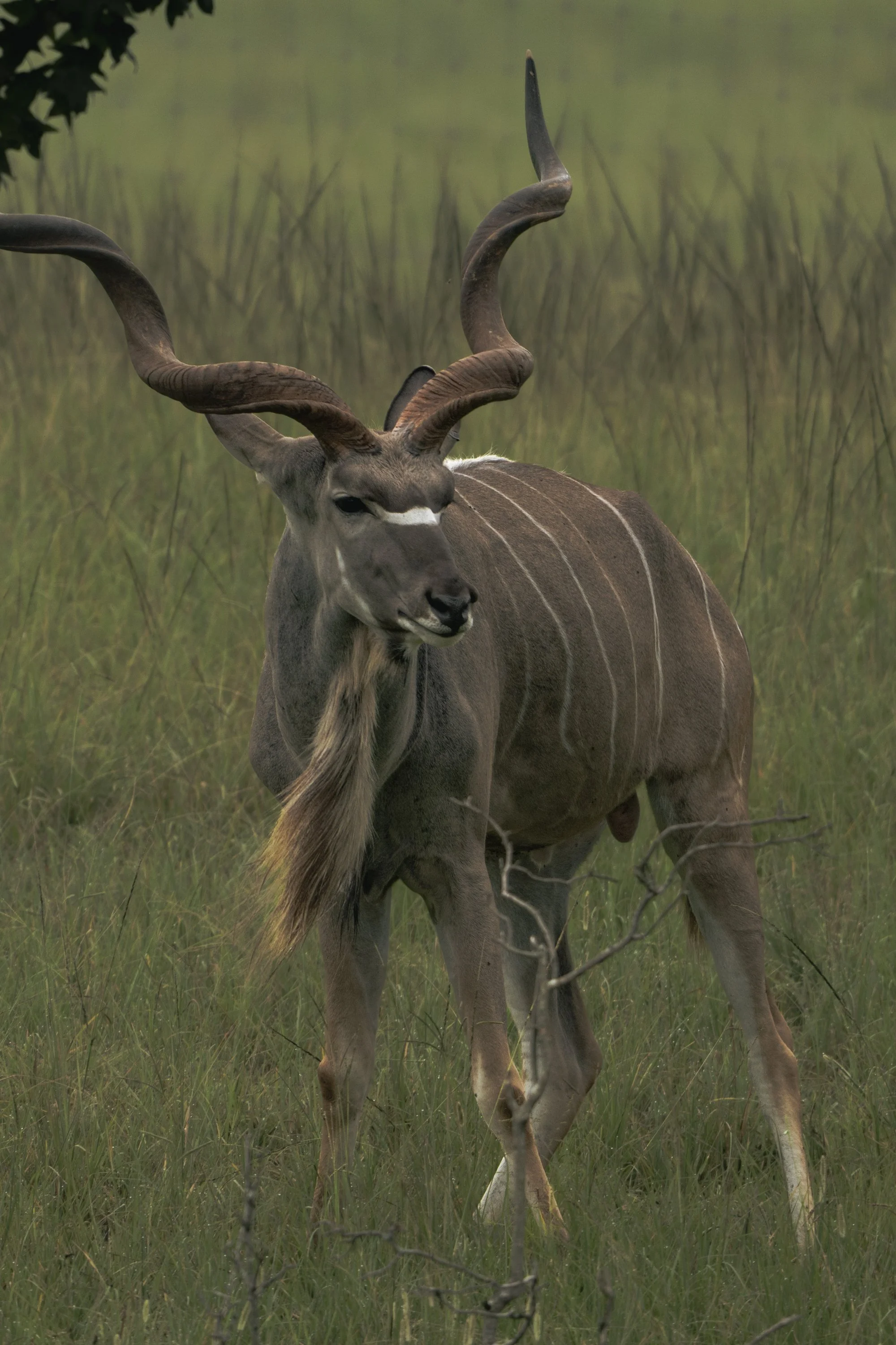 A kudu antelope standing in a grassy field with tall grass and a shrub in the background.