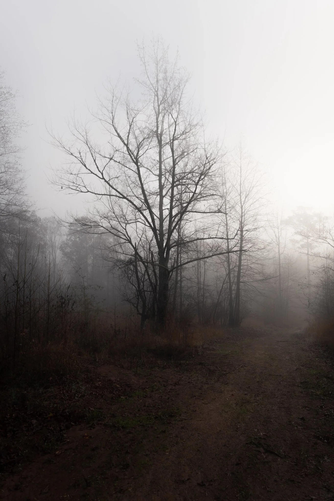 A foggy forest scene with bare trees and a dirt path.