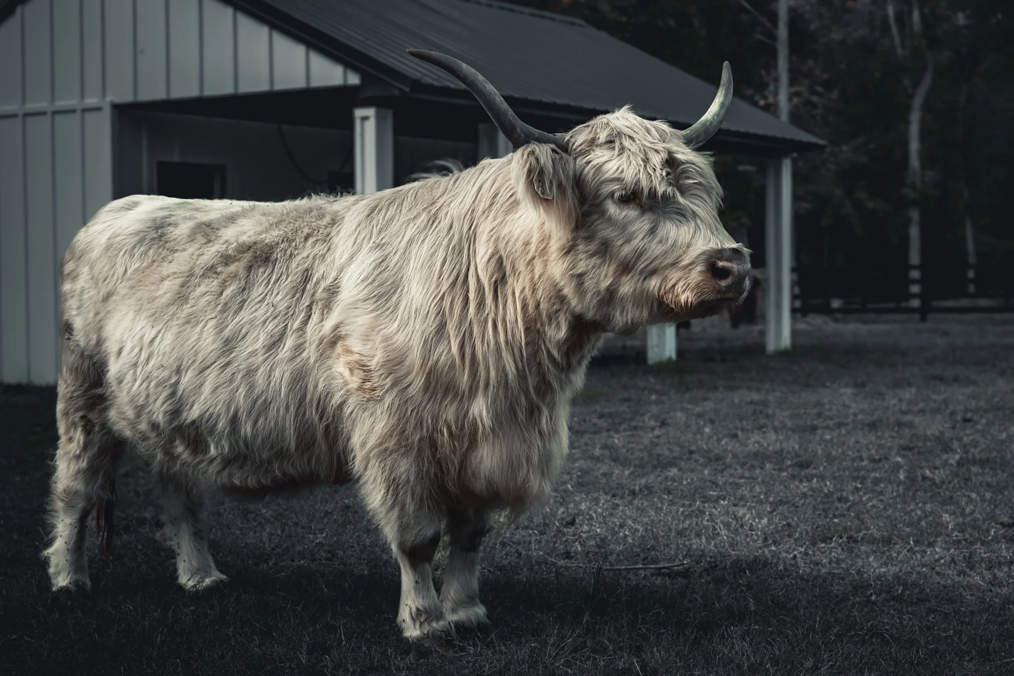 A large, fluffy Highland cow with long, curved horns standing outdoors in front of a farm building.