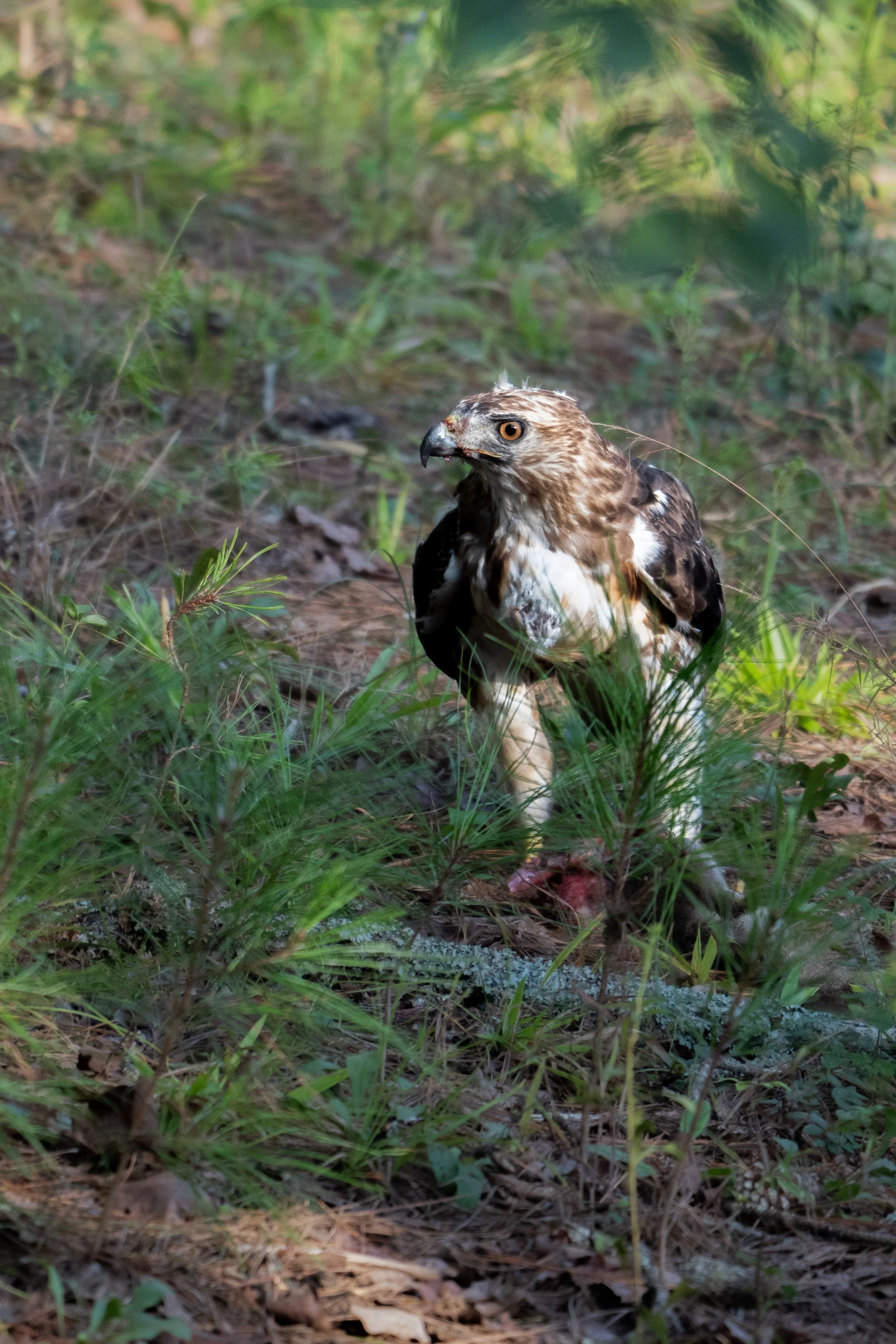 A bird of prey, likely a hawk, on the ground among grass and leaves in a forest setting.