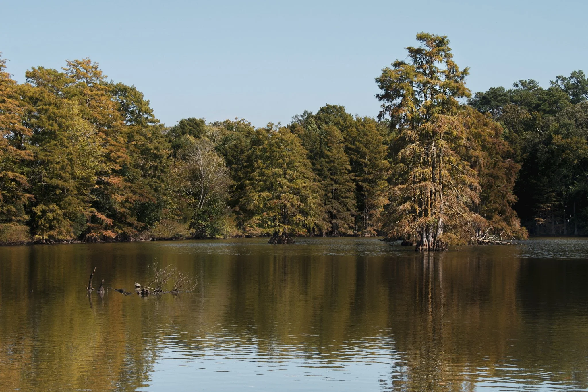 A lake with trees along the shoreline and some trees partially submerged in the water, under a clear blue sky.
