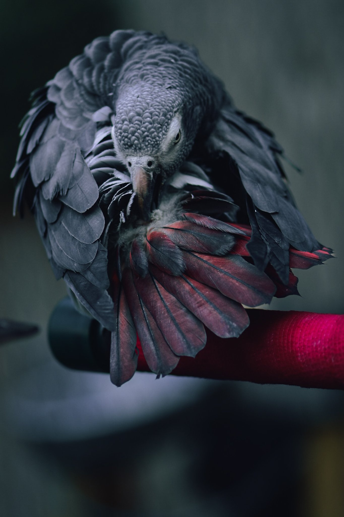 A person wearing a red glove holding a black and gray bird with red highlights on its feathers, preening its feathers.