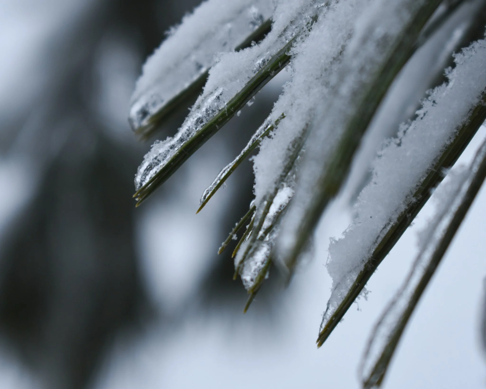 Close-up of snow-covered pine tree branches.