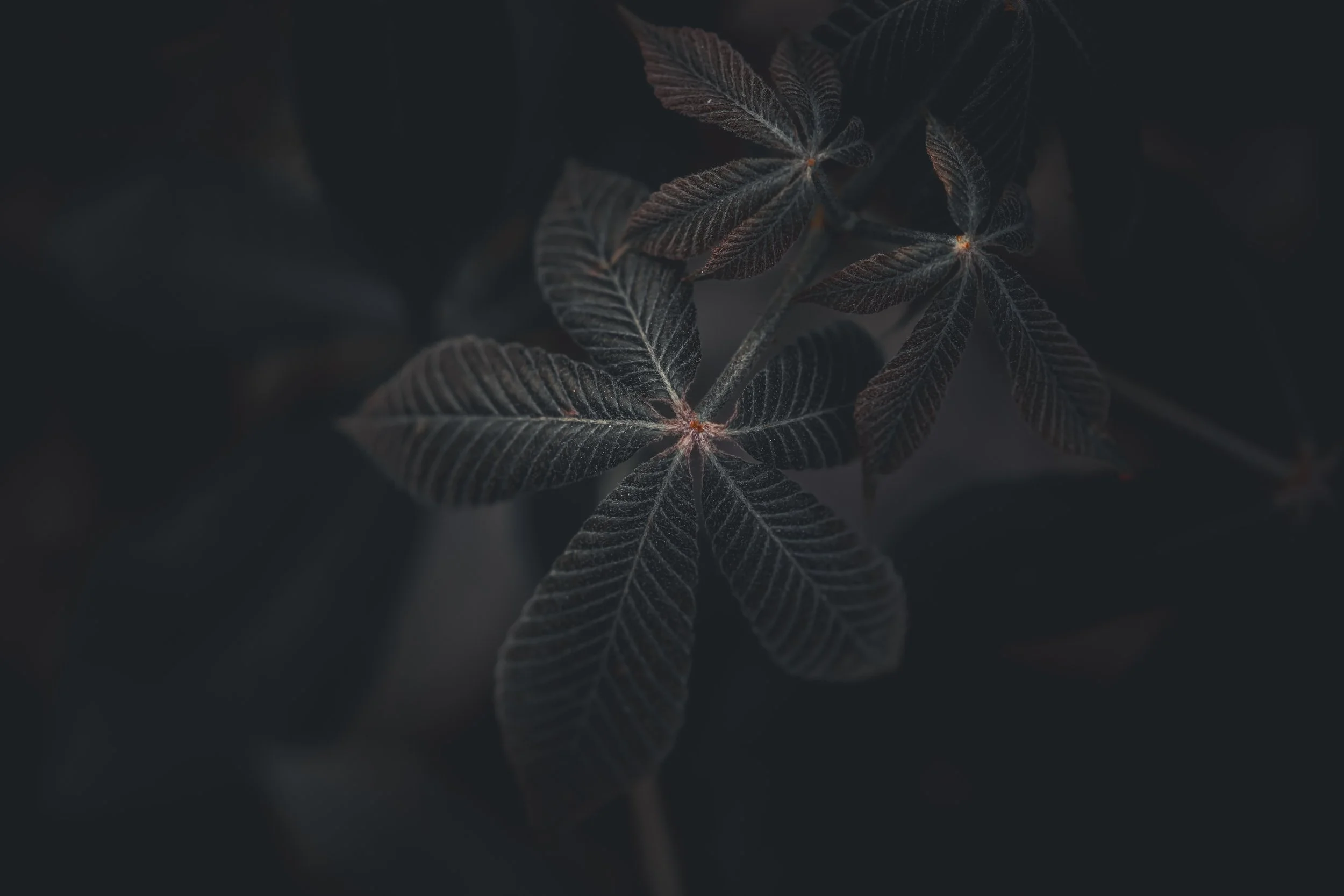 Dark, moody close-up of a plant with textured leaves, some with a reddish hue at the center.