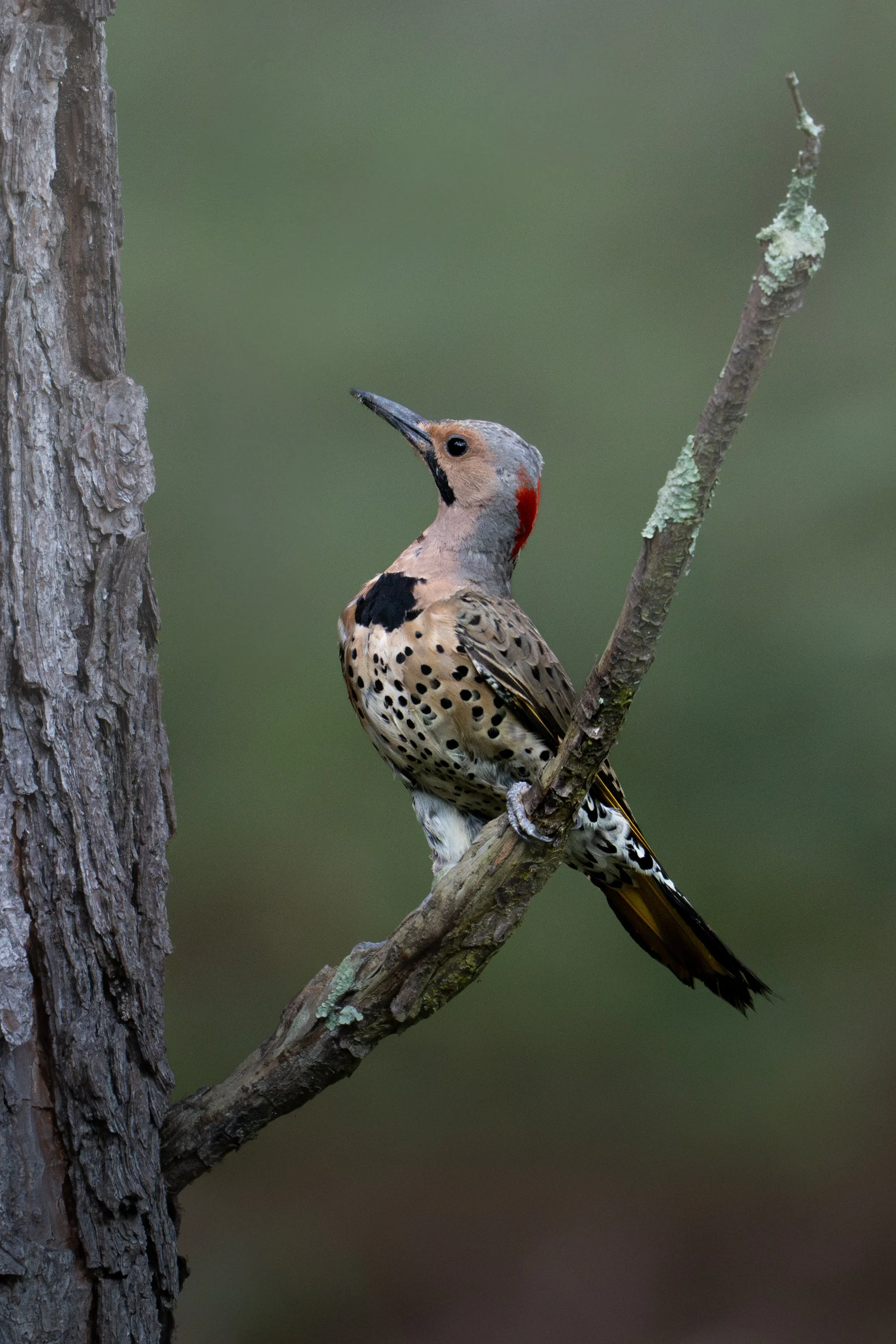 The Northern Flicker
