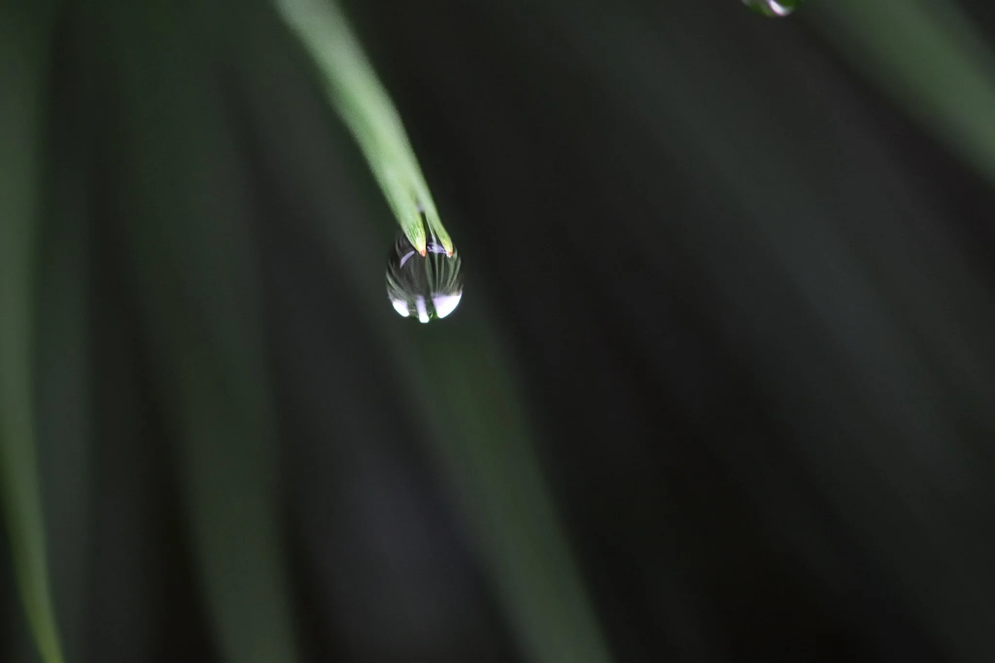 Close-up of a water droplet hanging from a green plant stem with a blurred dark background.