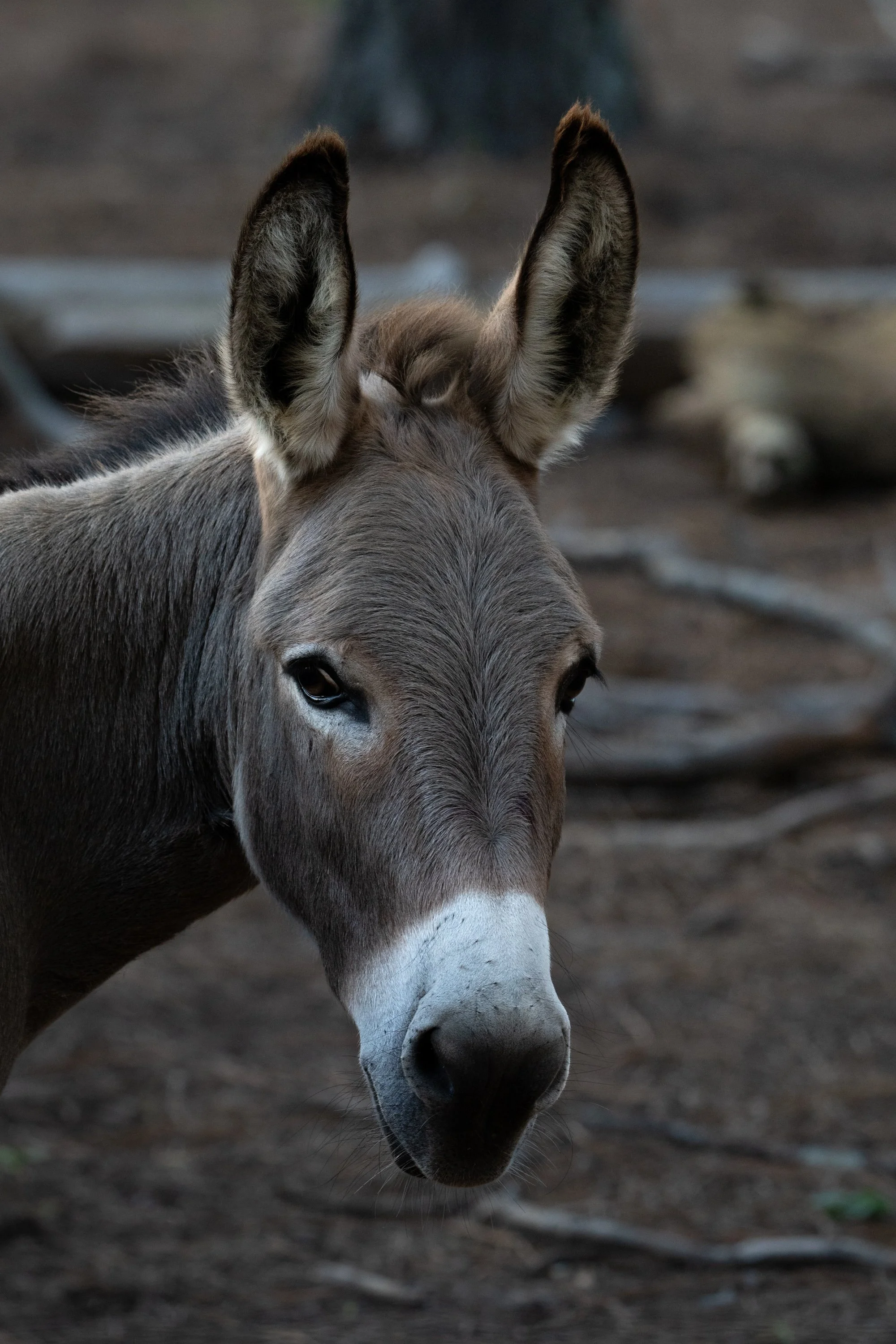 The Donkey