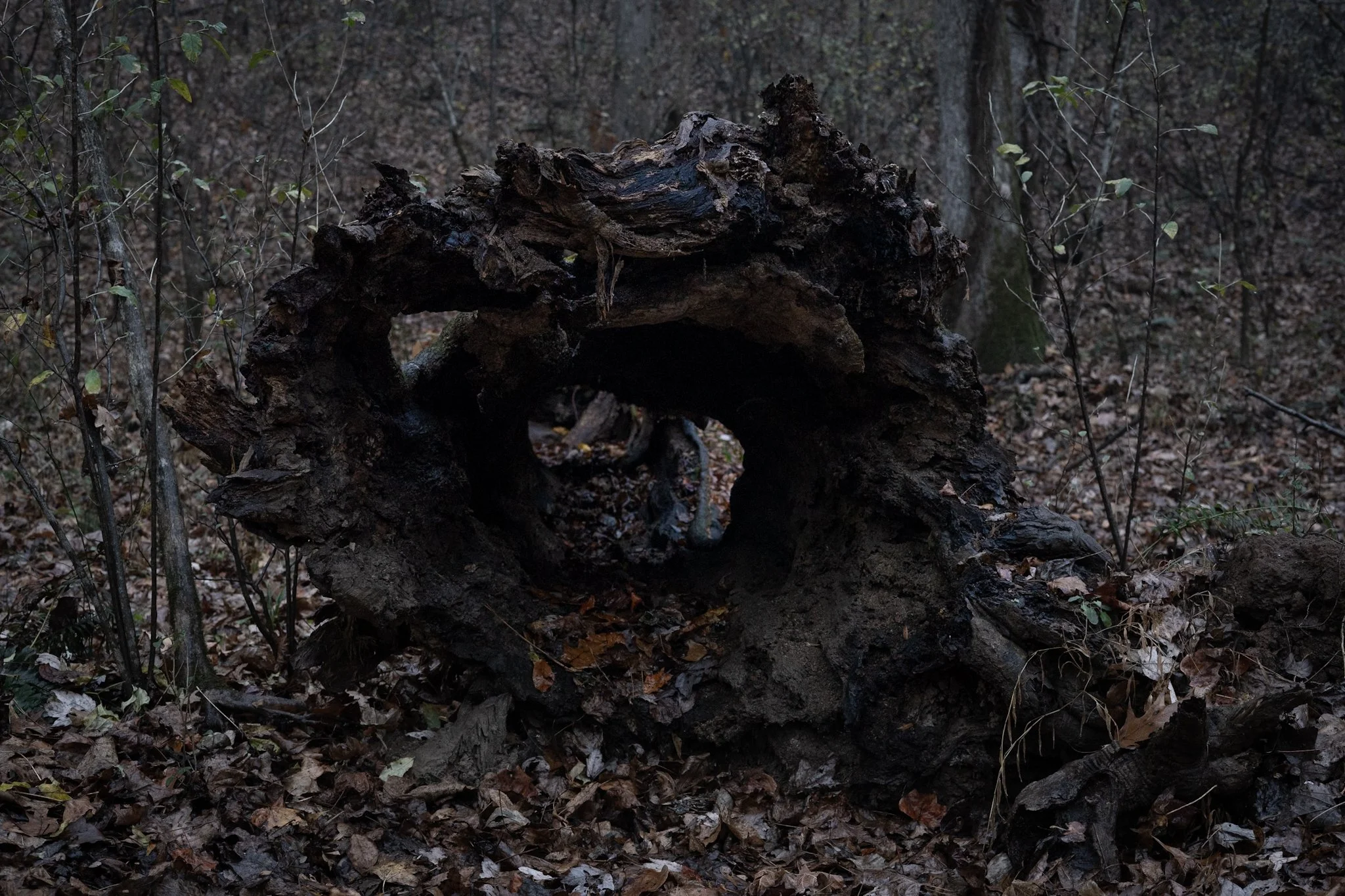 A fallen, large, charred tree trunk in a wooded forest with dry leaves on the ground and sparse small green leaves on thin branches.
