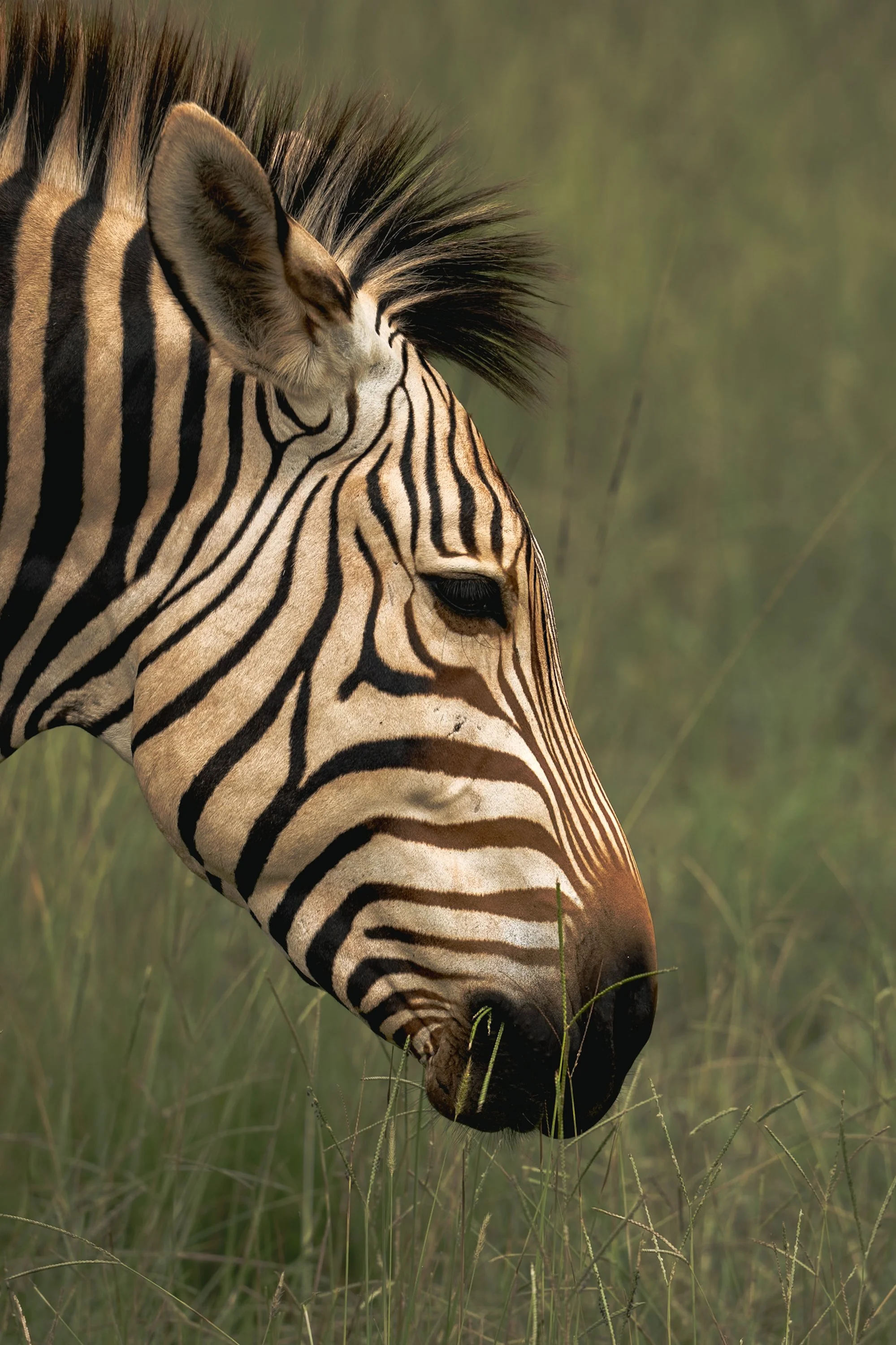 The Heartman's Mountain Zebra