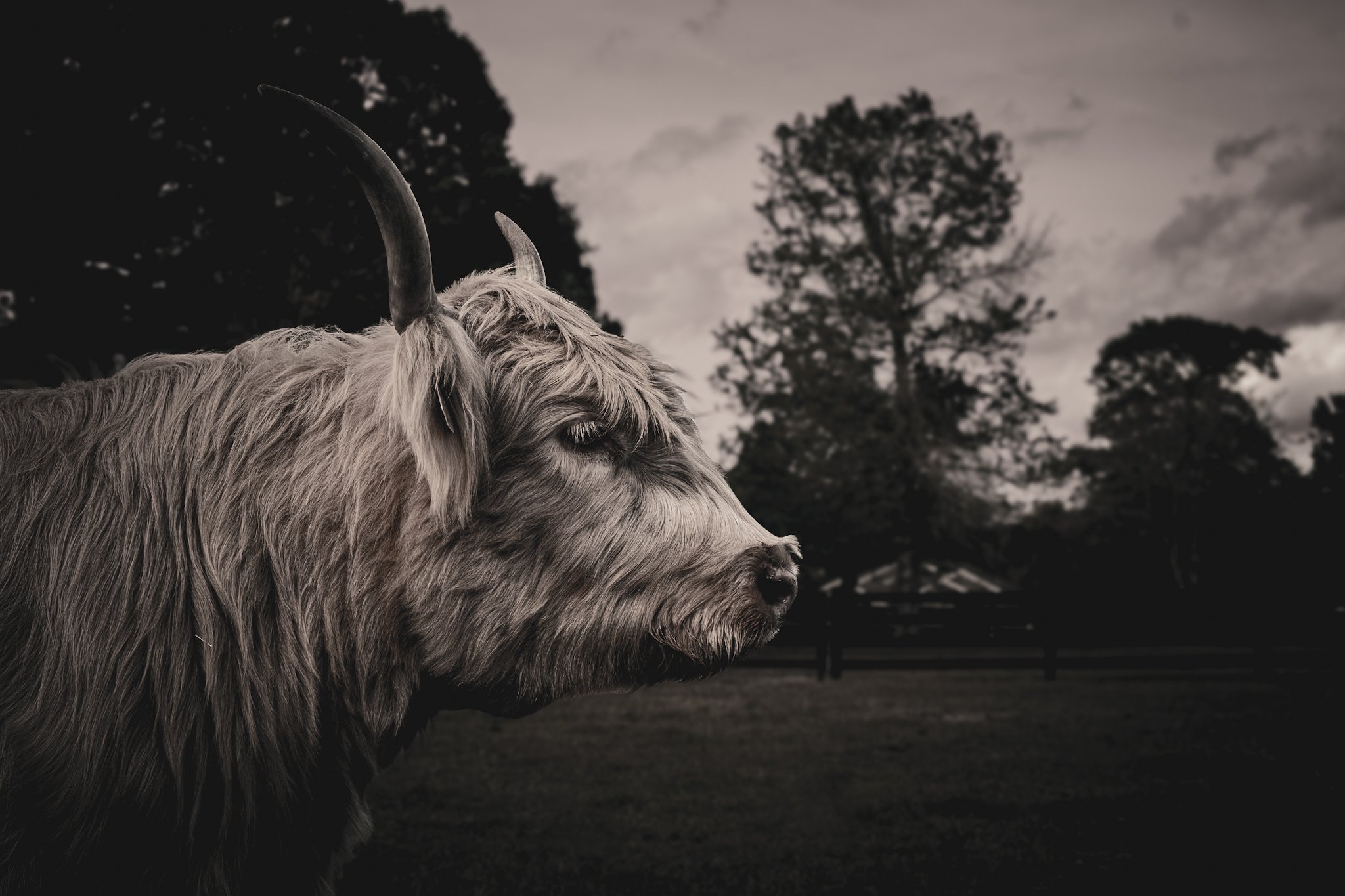A close-up of a Highland cow with long, shaggy hair and curved horns, standing outdoors at dusk with trees and a cloudy sky in the background.