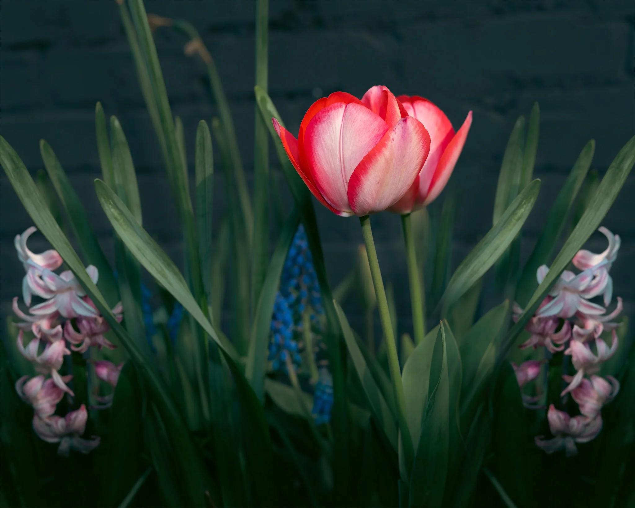 A pink and red tulip flower surrounded by green leaves and pink hyacinth flowers with a dark background.