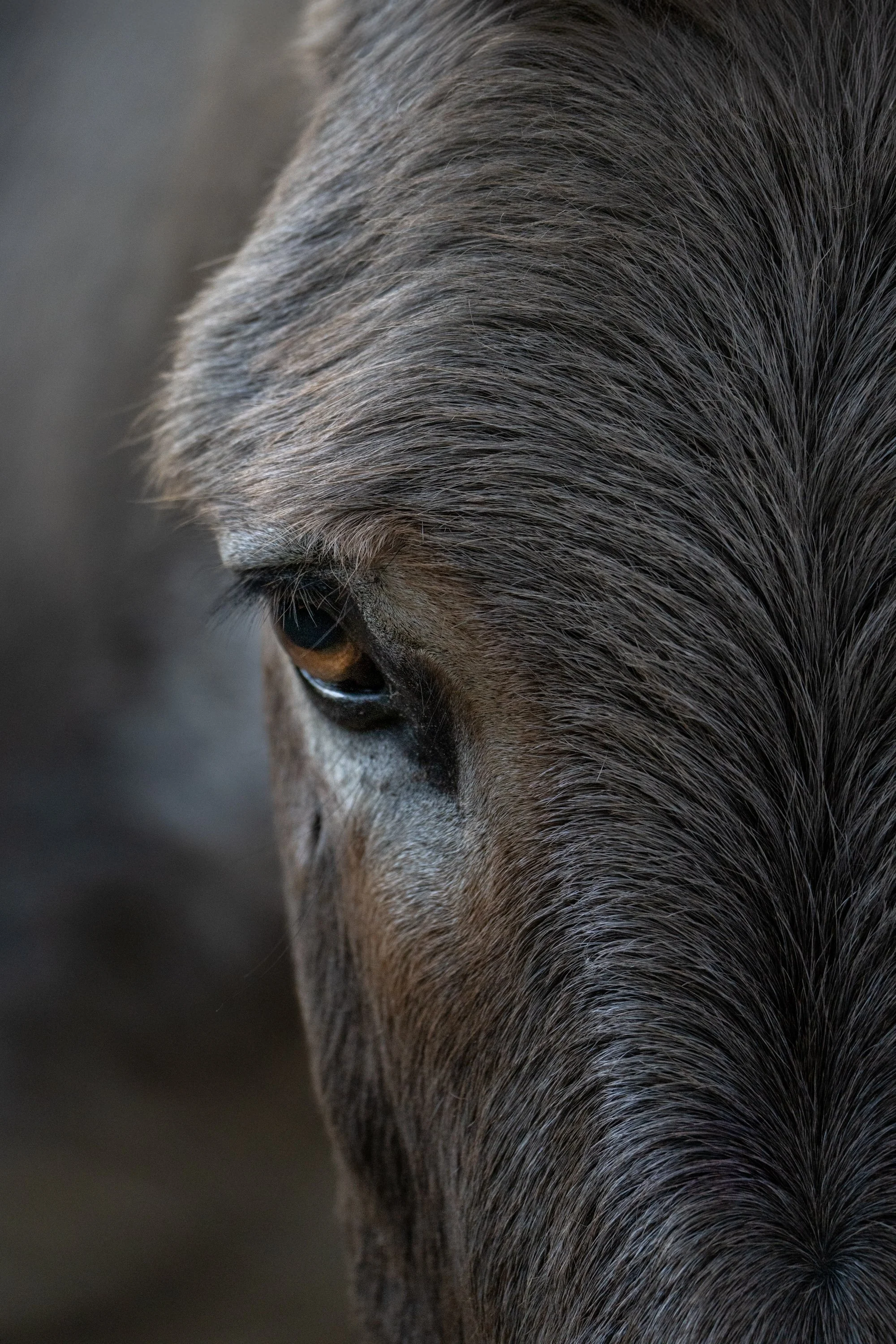 Eye of the Donkey