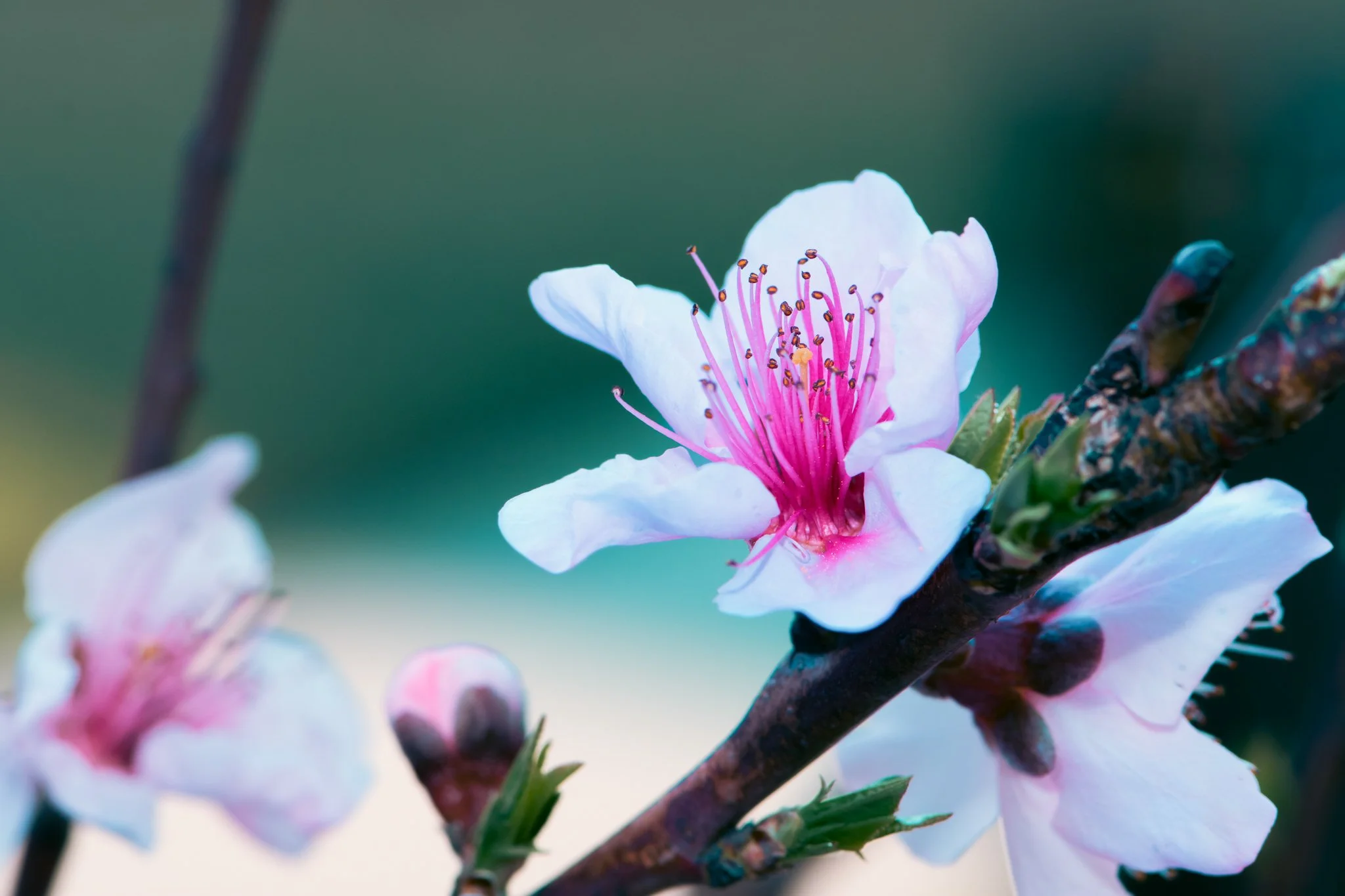 A close-up of a blooming flower with white petals and pink stamens, featuring a dark branch supporting the flower with a blurred green background.