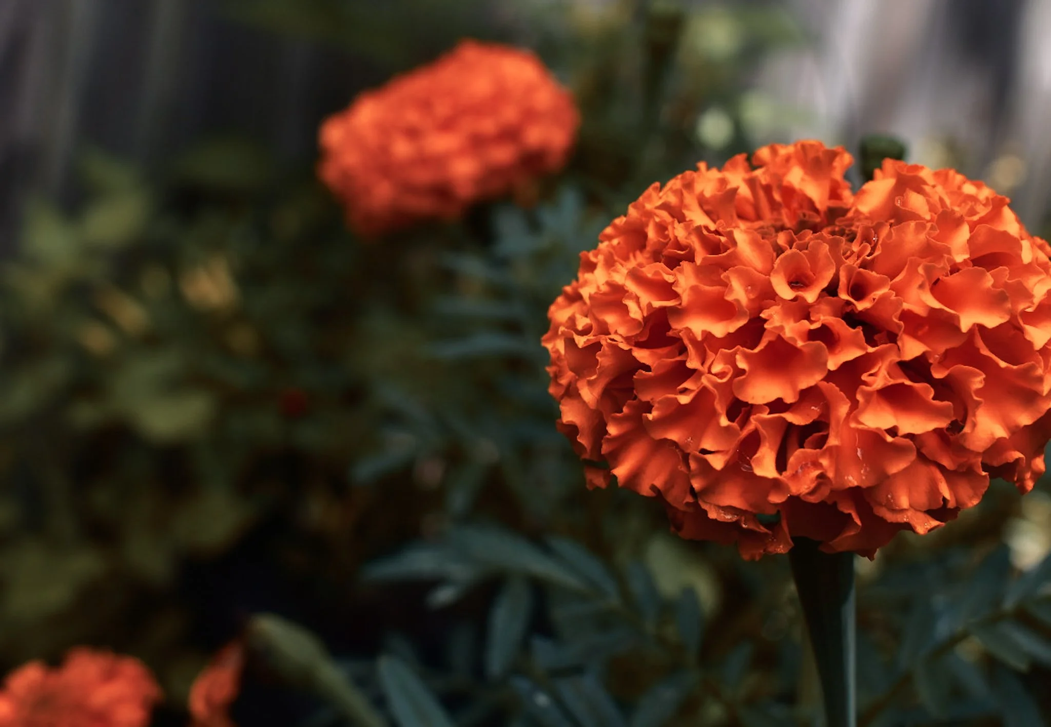 Close-up of orange marigold flowers with ruffled petals, blurred background of leaves and stems.