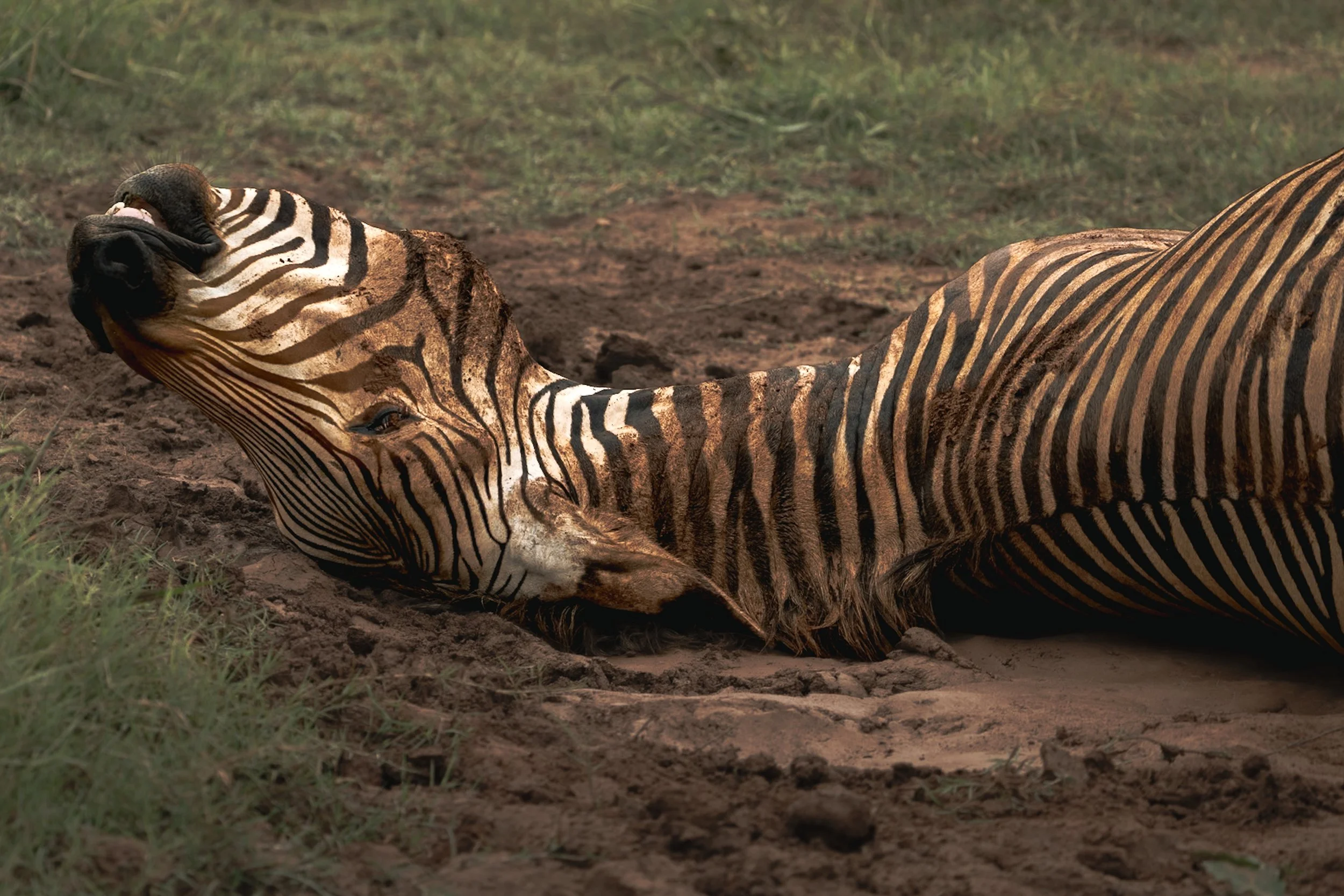 A zebra lying on the dirt ground with its head resting on the ground, showing distinctive black and white stripes, in a natural outdoor setting.