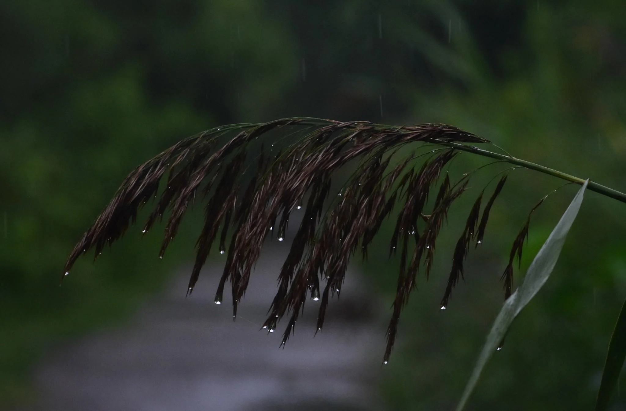 Close-up of a wet, brown grass blade bending under rain with water droplets, against a dark green background.