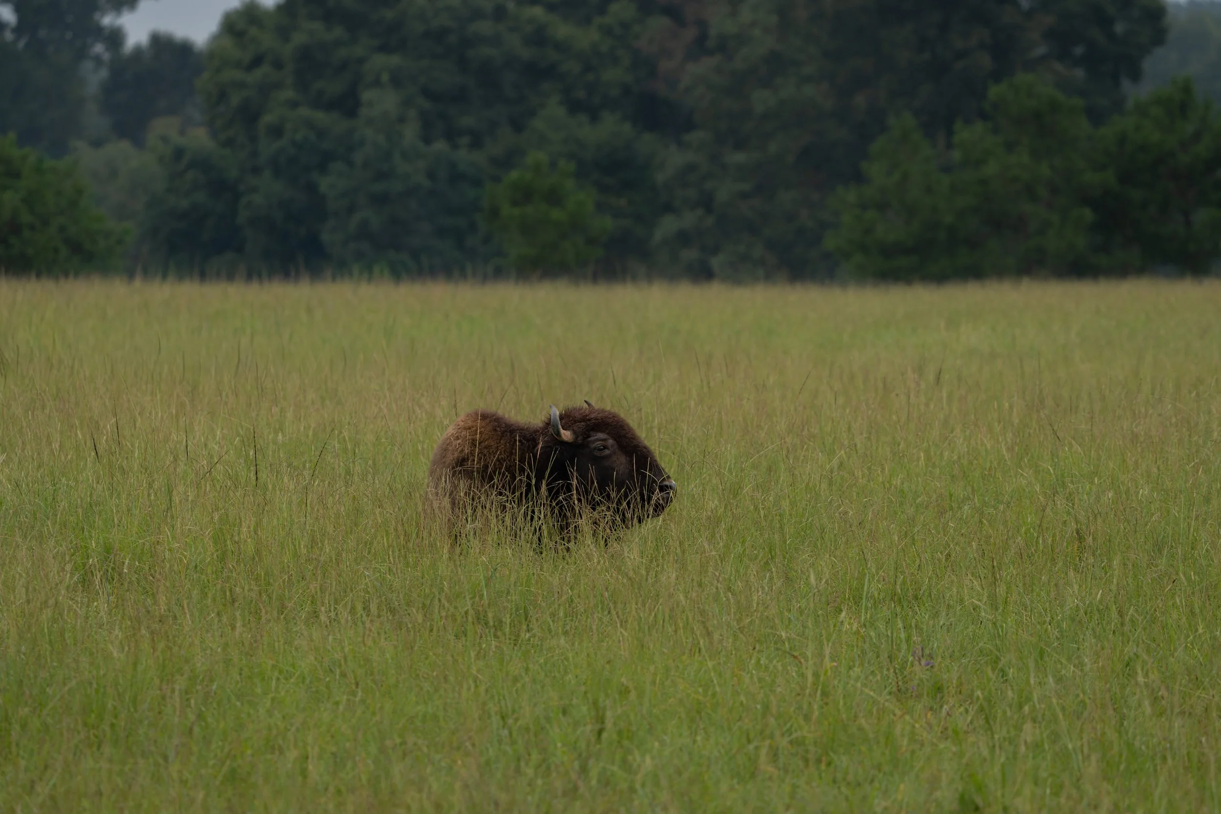 The American Bison III
