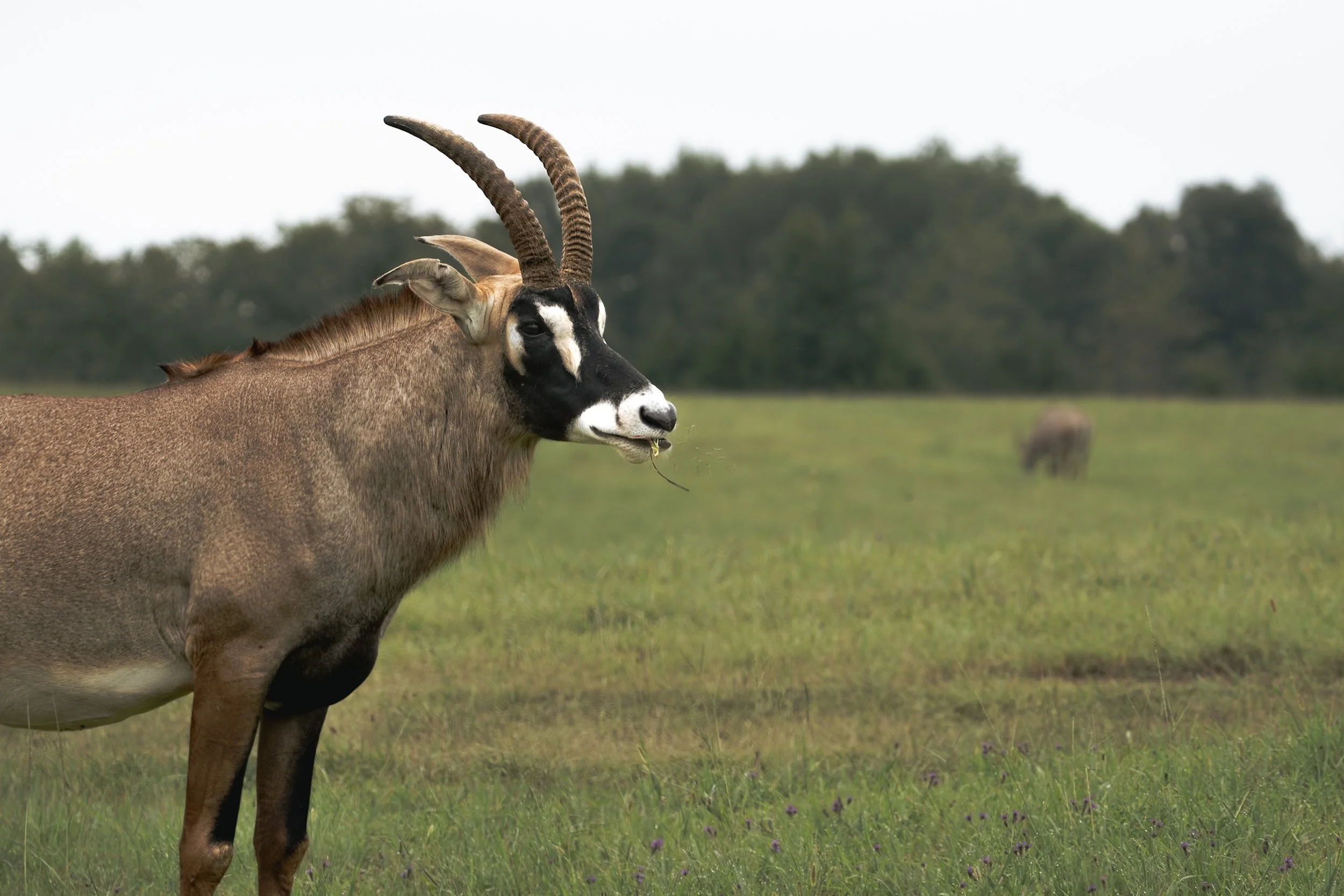 The Roan Antelope II