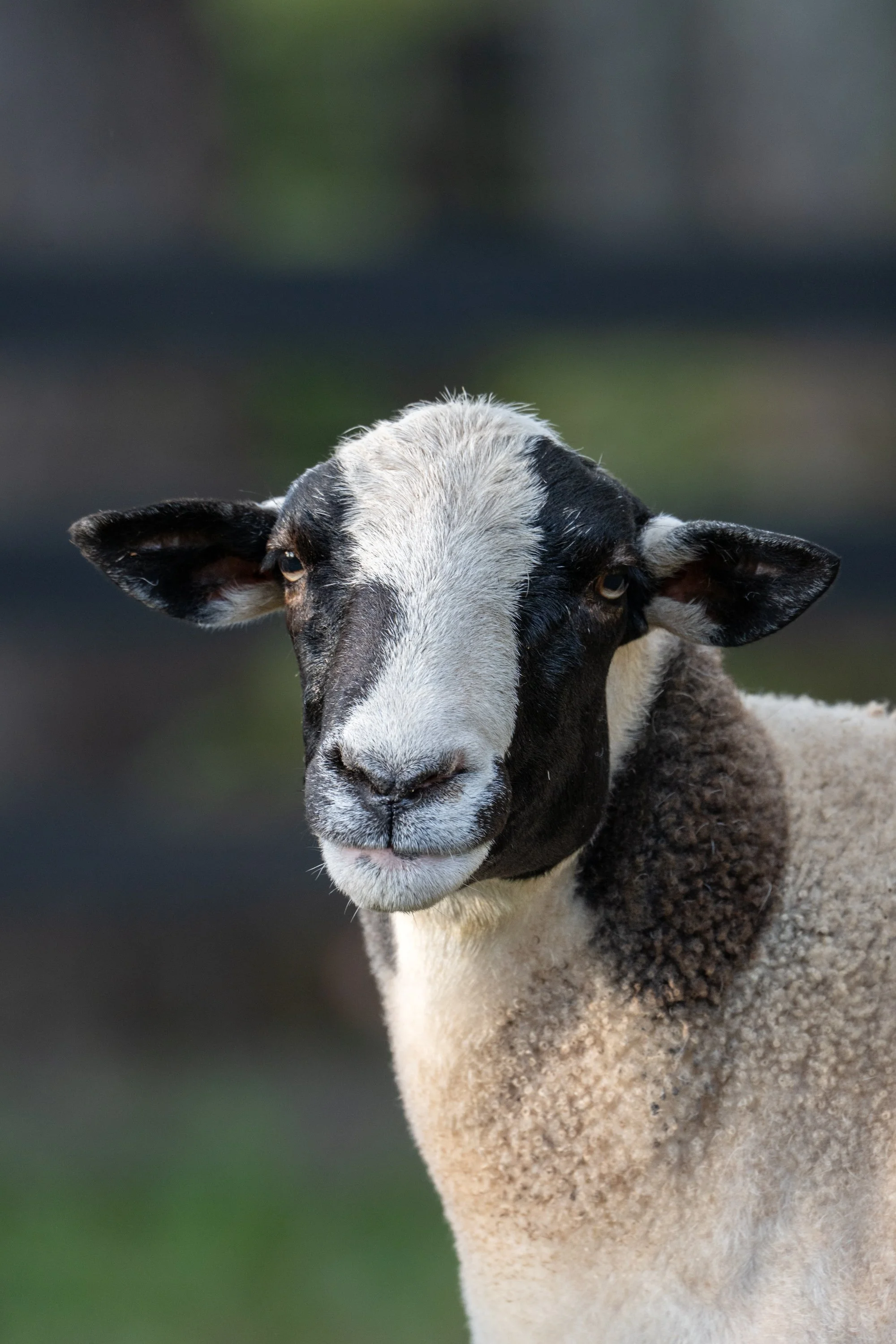 The Sheep I